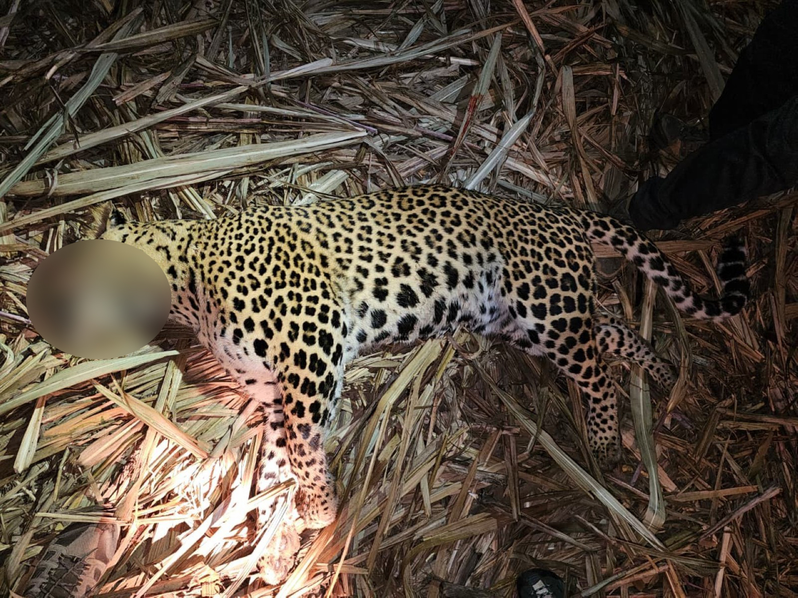 Man-eater leopard killed in Pune after fatal attacks (Photo/Pune Forest Department) Man-eater leopard killed in Pune after fatal attacks (Photo/Pune Forest Department)