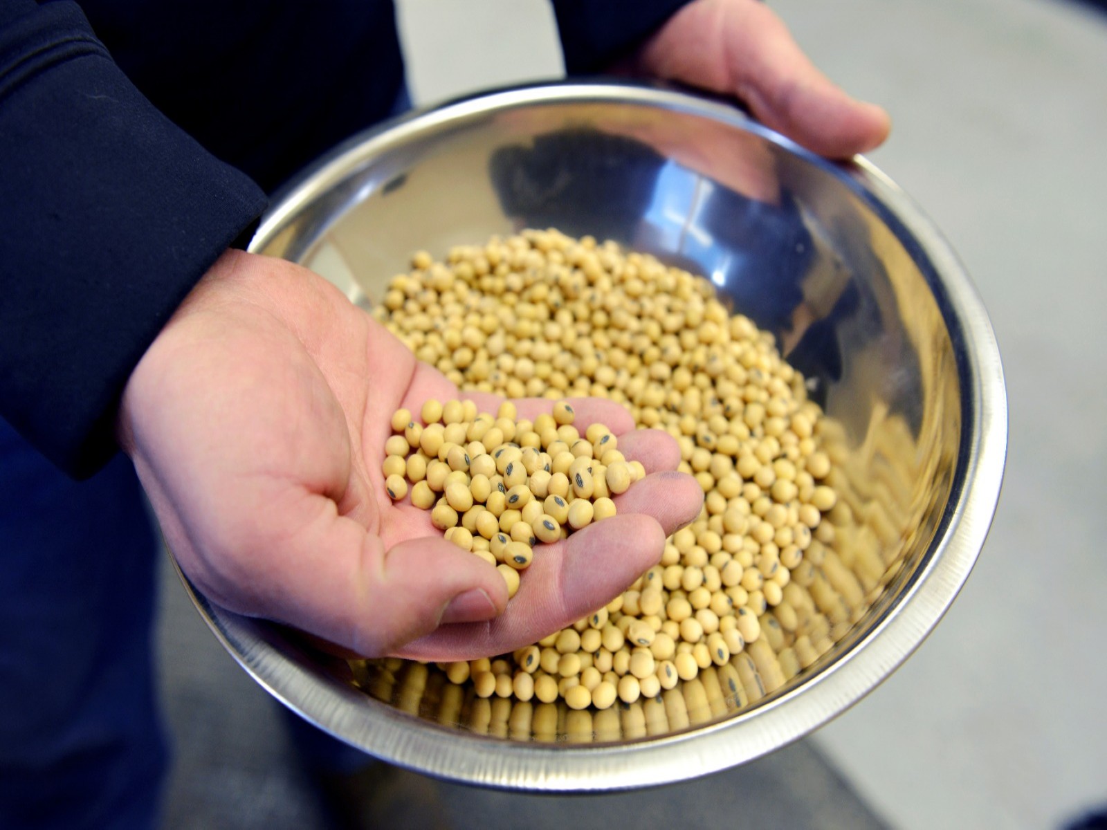 Sample of clean, processed soyabean (Photo/Reuters)
