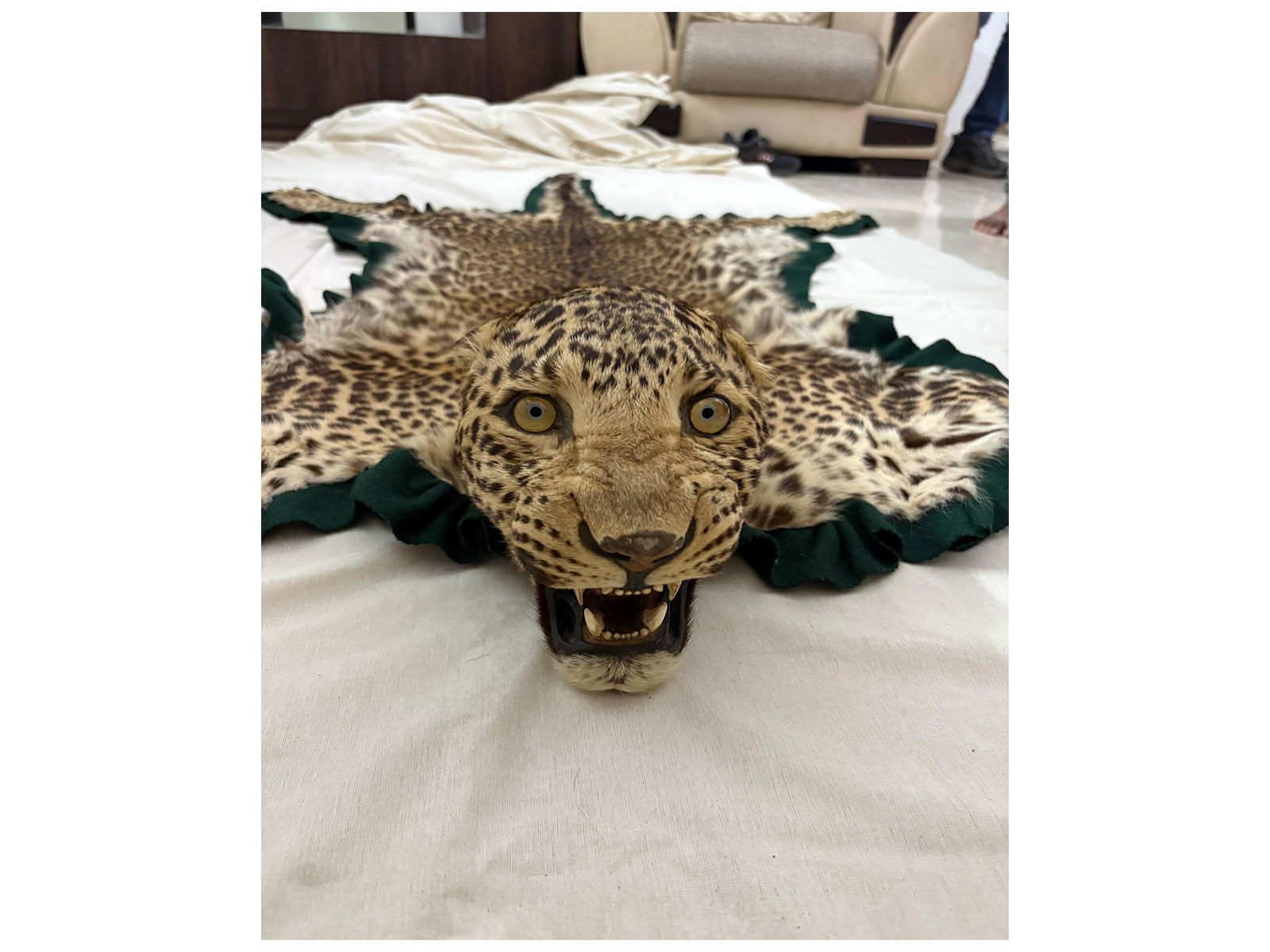 DRI Nagpur seizes leopard skin trophy in Bhopal