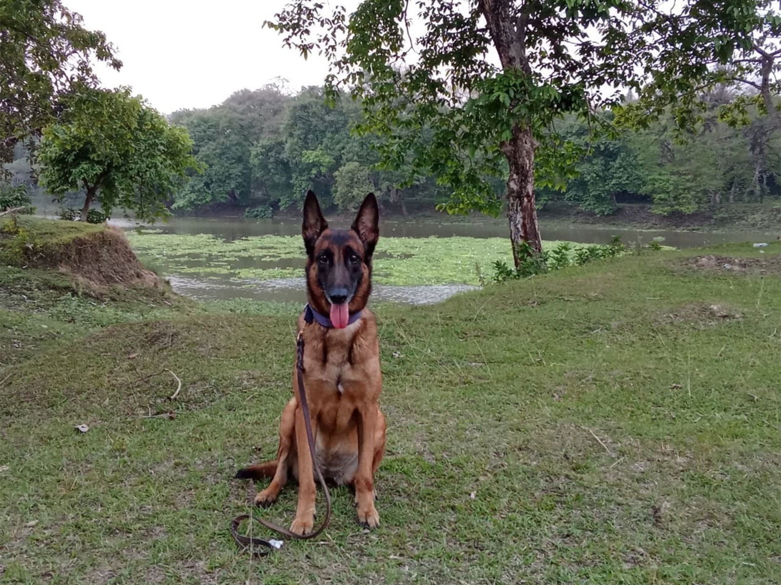 K9 Sniffer Dog Jubi (Photo/ANI)