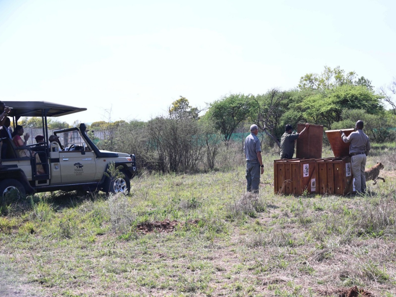 Botswana hands over eight cheetahs to India at Mokolodi Nature Reserve during President Murmu’s visit. (Photo: X/@rashtrapatibhvn) Botswana hands over eight cheetahs to India at Mokolodi Nature Reserve during President Murmu’s visit. (Photo: X/@rashtrapatibhvn)