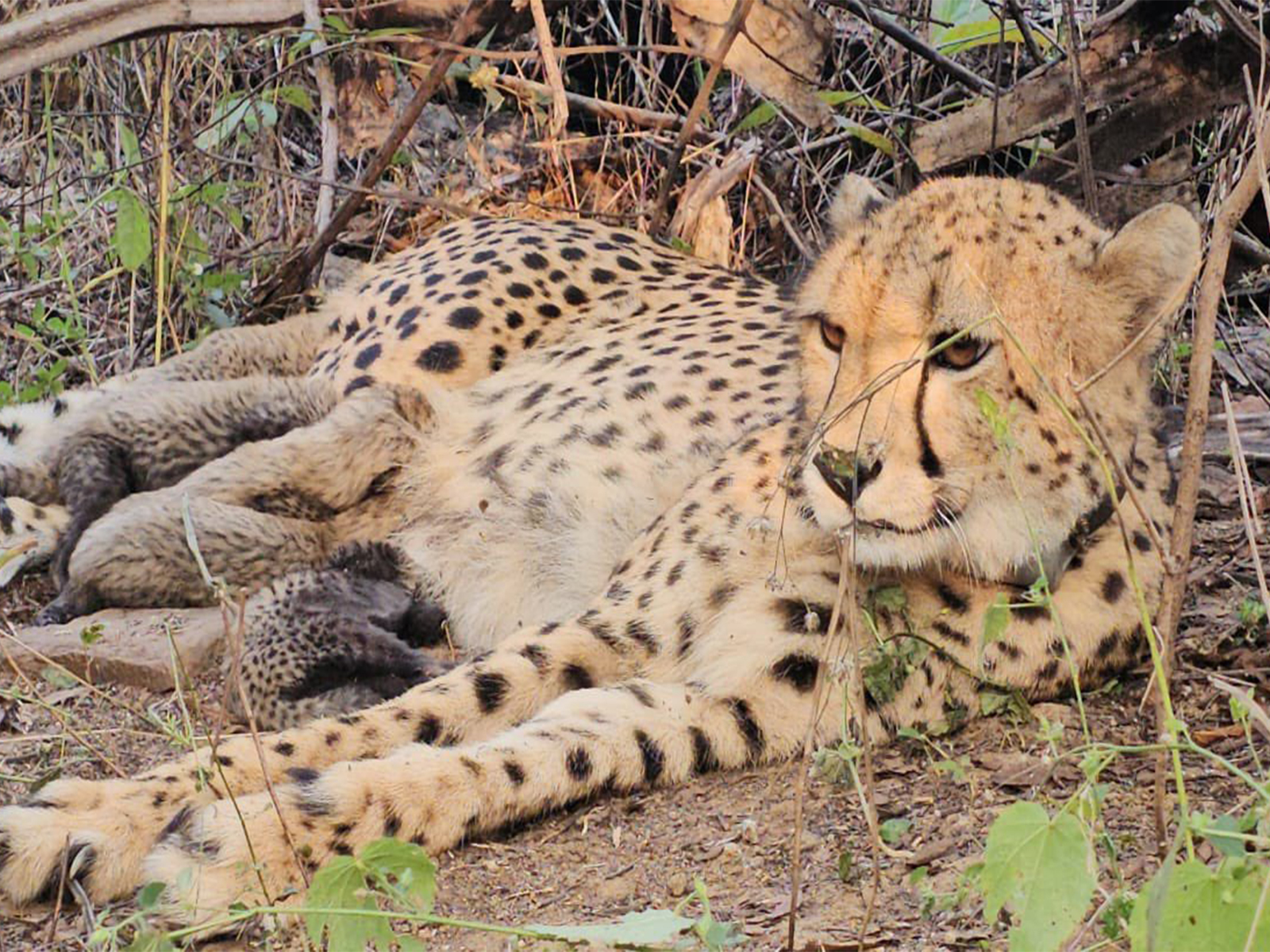 Cheetah Mukhi with cubs (Photo/ X @byadavbjp)