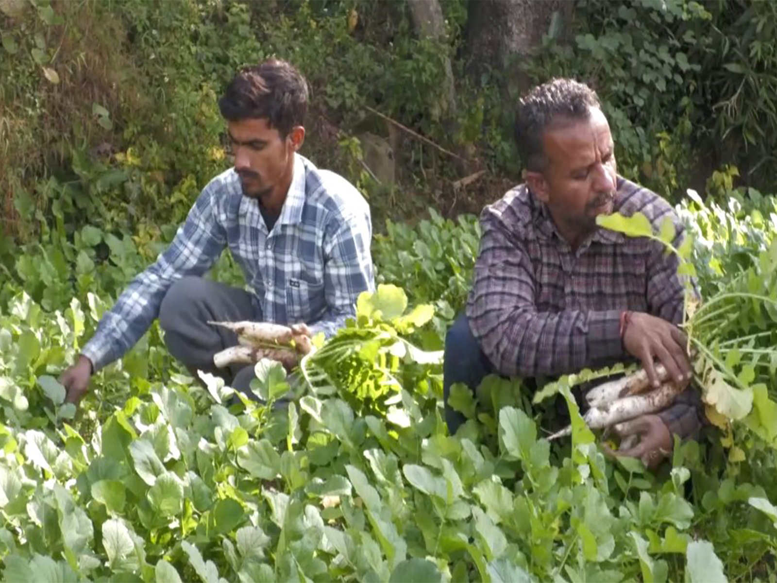 Daikon radish farmers of Udhampur district in Jammu and Kashmir. (Photo/ANI)