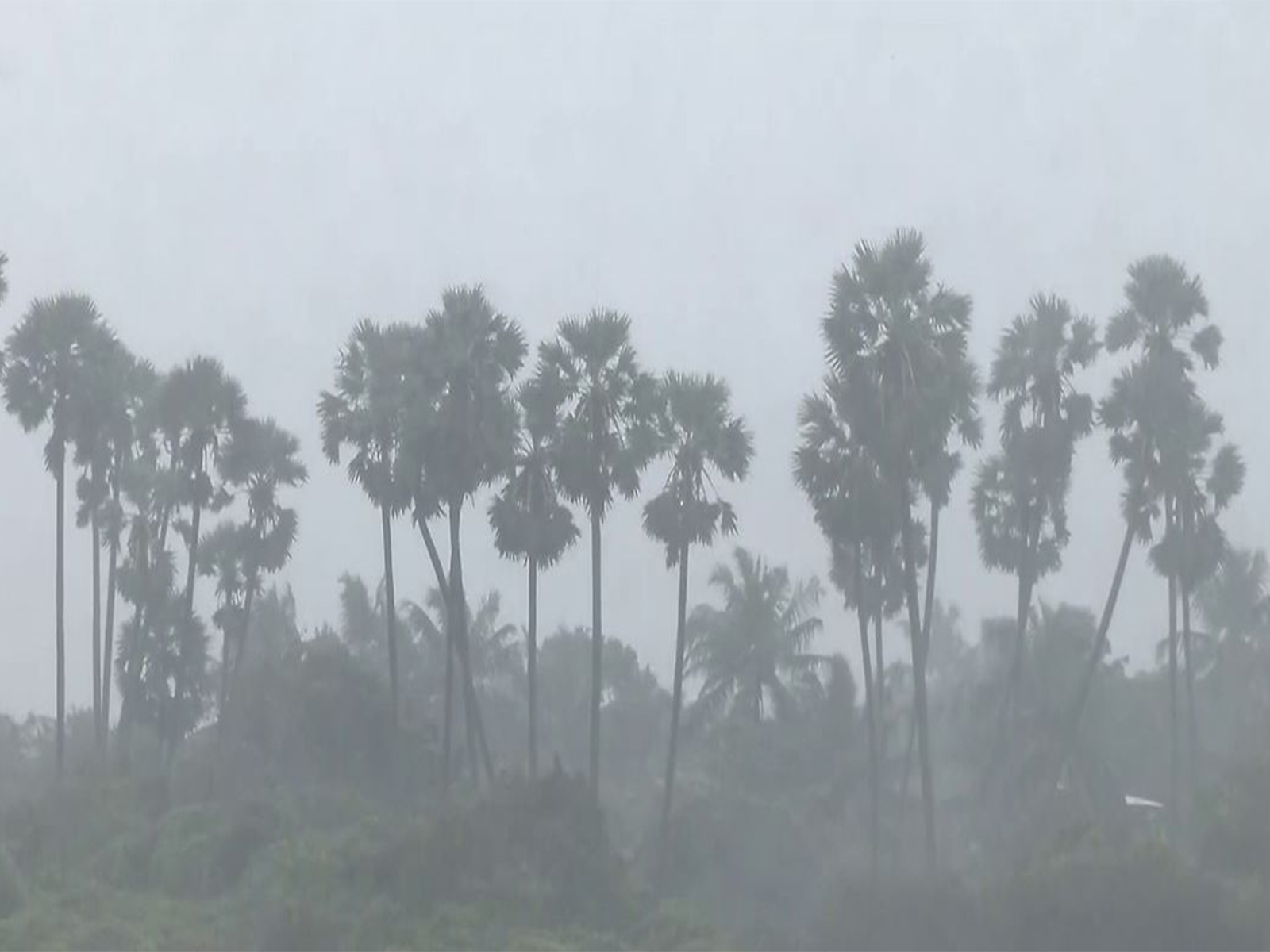 Cyclone Ditwah triggers rainfall, strong winds and high tides (Photo/ANI)