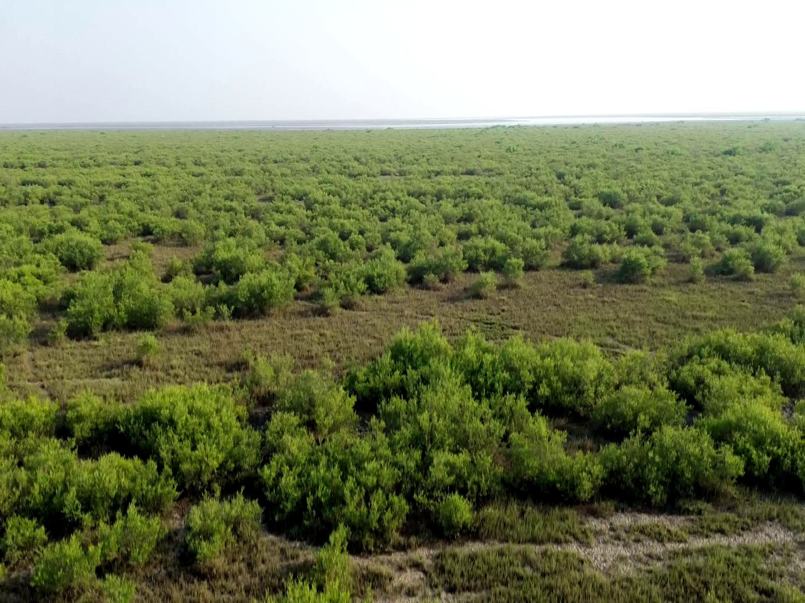 Mangrove plantations expanding across Gujarat’s coastline as part of large-scale restoration efforts. (Photo/ANI)