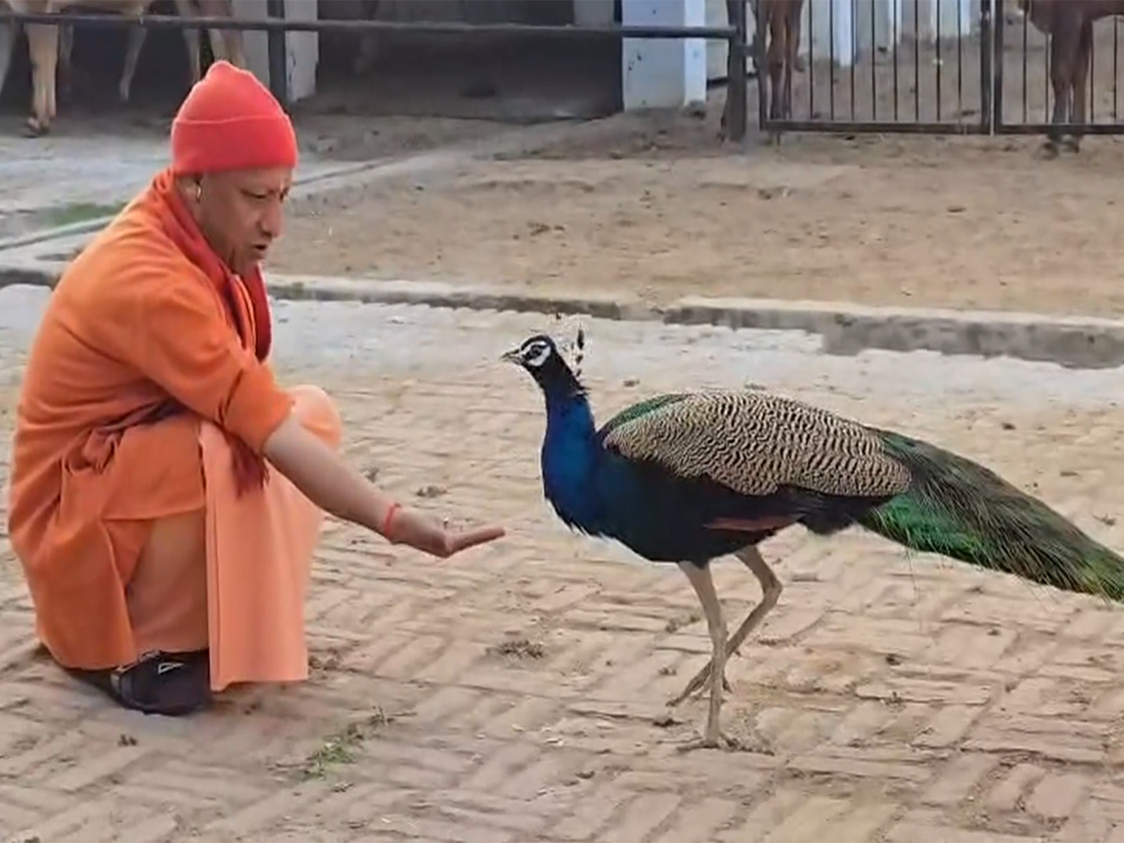 Yogi Adityanath feeding peacock (Photo/Gorakhnath Temple Administration)