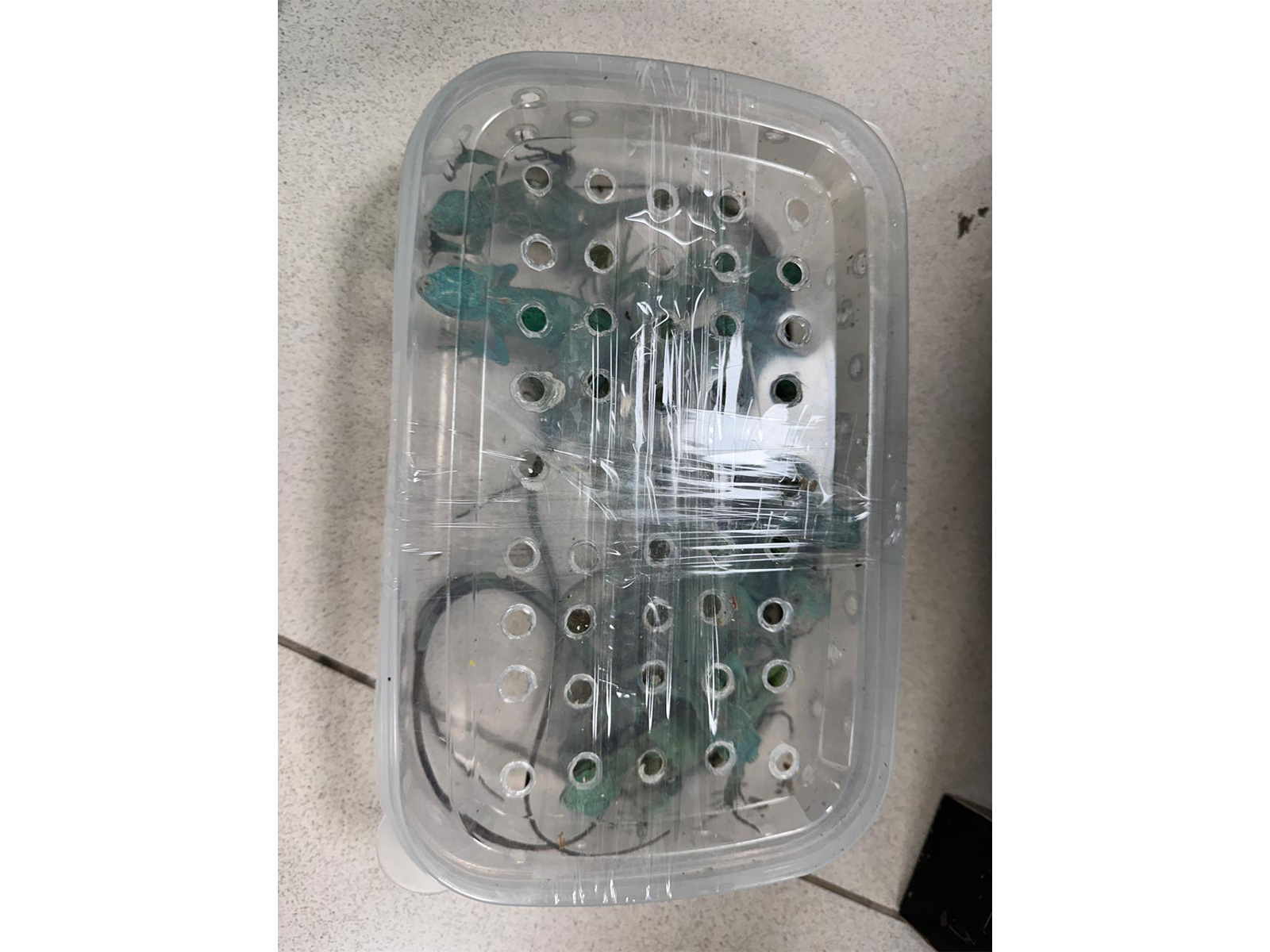 Exotic wildlife species seized by custom officials at airport  (Photo/Trichy Customs Officials)