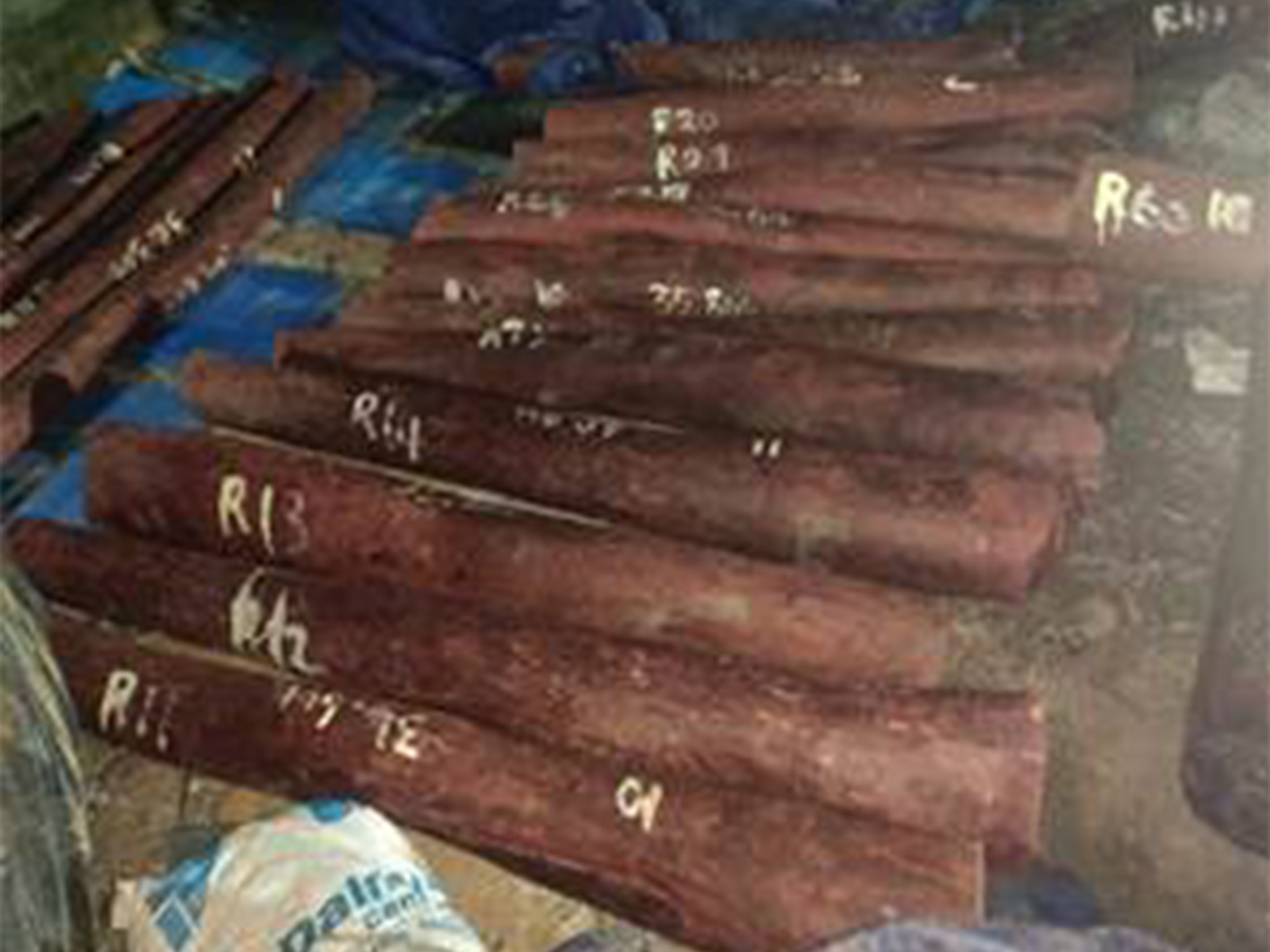 DRI busts organised Red Sanders smuggling racket in Chennai (Photo: PIB)