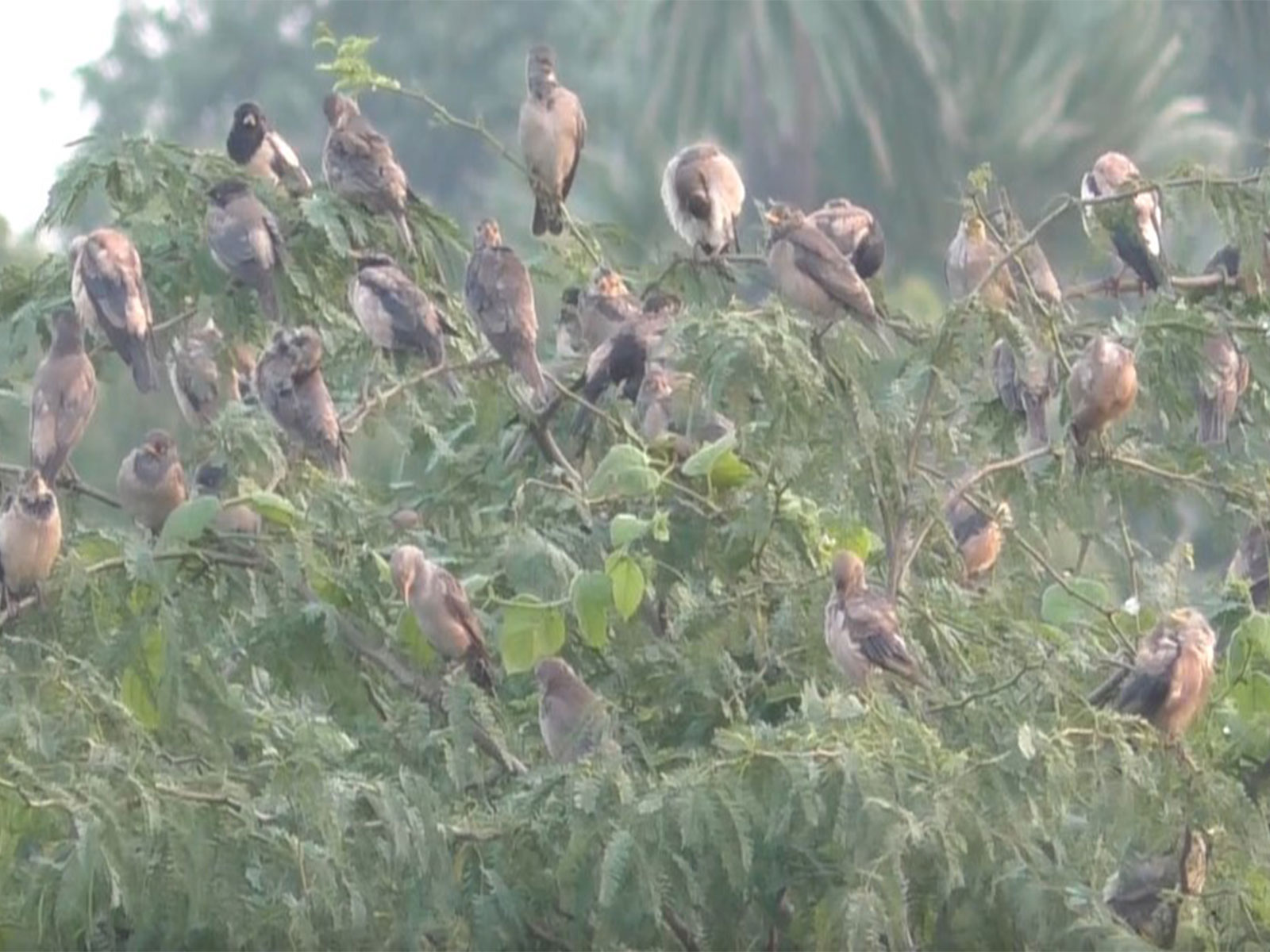 Rosy Starlings in Thoothukudi, Tamil Nadu (Photo/ANI)