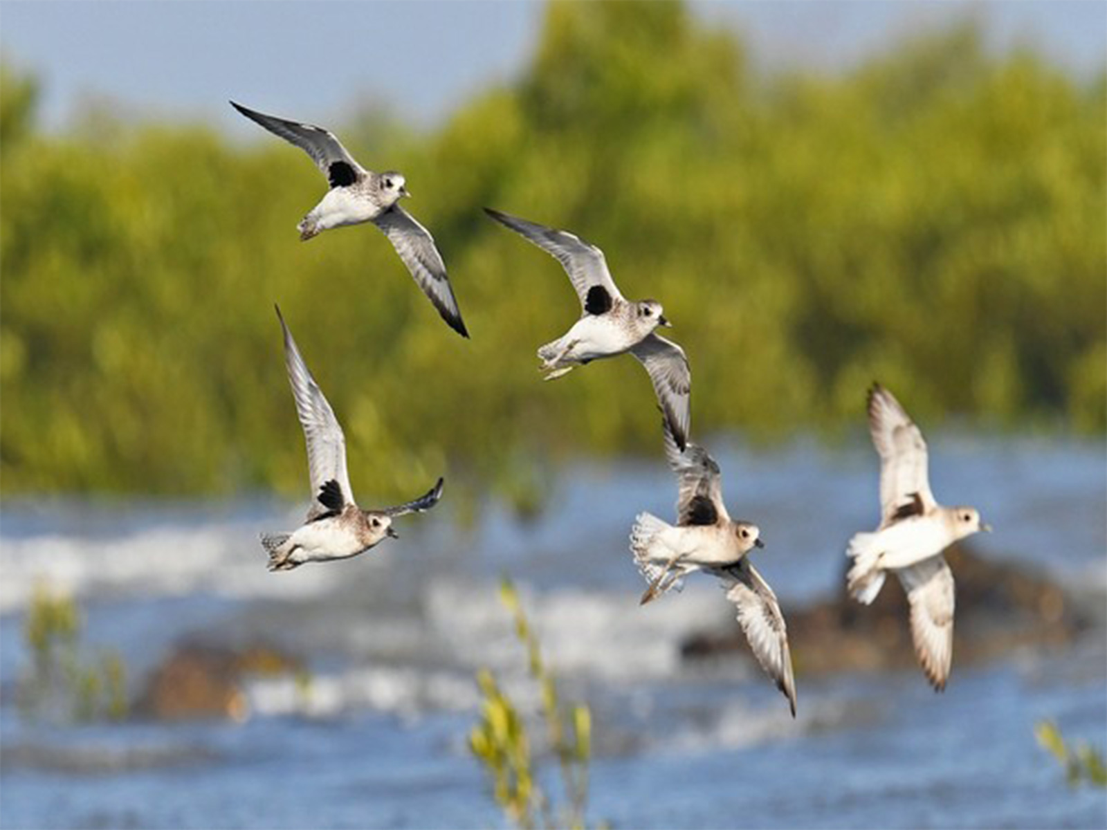 
    Gujarat: Khijadiya Bird Sanctuary welcomes over 52,000 visitors
    