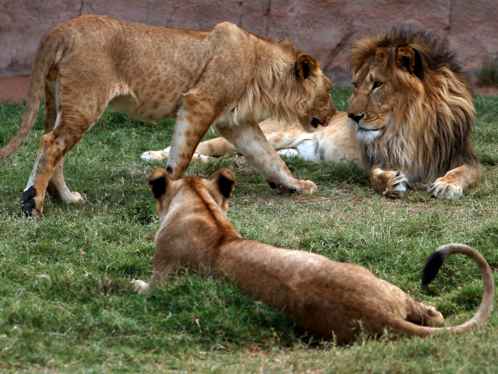 Lions sit in their enclosure in Al Ain zoo in United Arab Emirates (File Photo/Reuters) Lions sit in their enclosure in Al Ain zoo in United Arab Emirates (File Photo/Reuters)