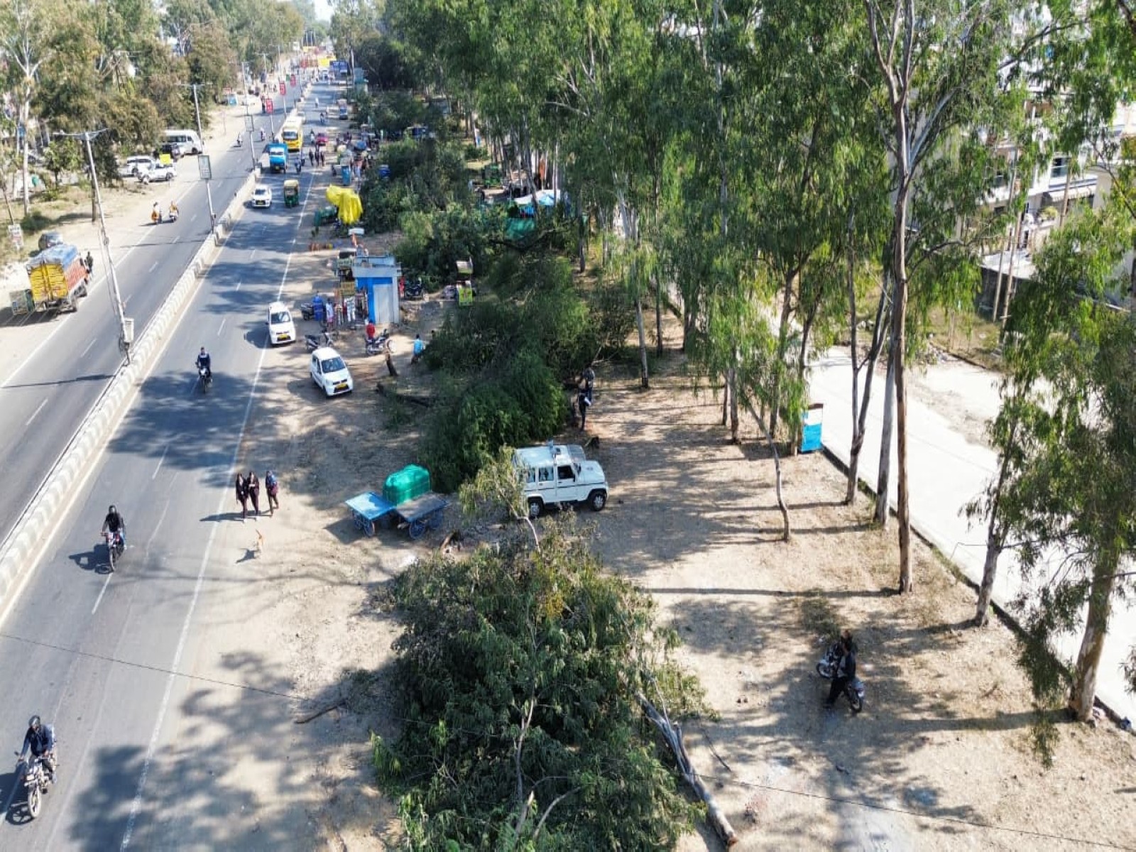 Cutdown trees are lying on the ground (Photo/ANI)