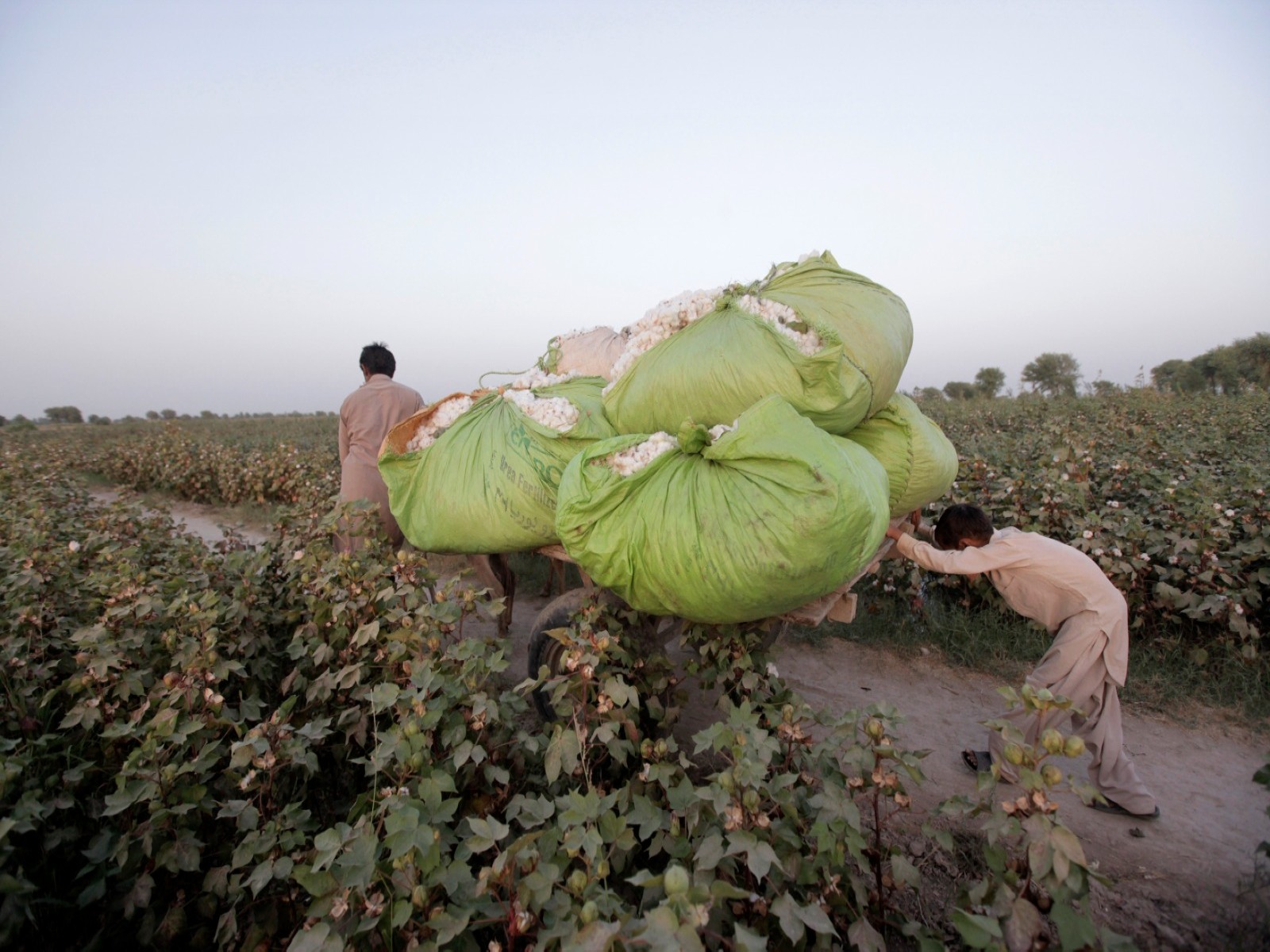 A boy pushes a donkey cart loaded with bundles of cotton blooms in Pakistan (File Photo/ Reuters)