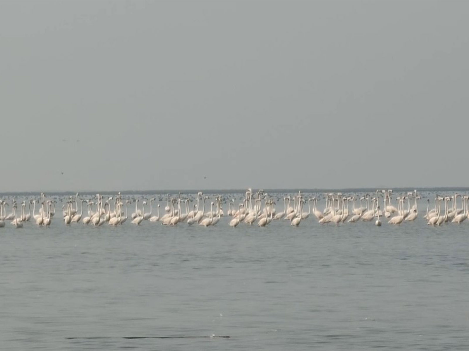 Bird flocking to Chilika Lake, Khordha, Odisha (Photo/ANI)