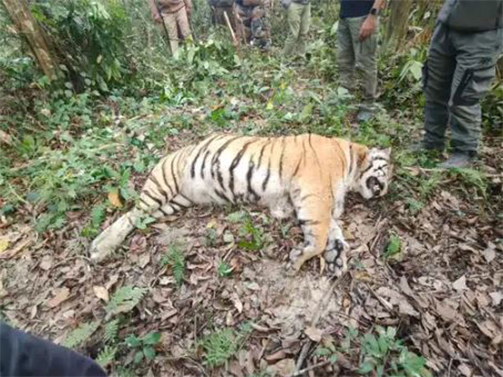Tigress carcass found in Kaziranga National Park (Photo/ Kaziranga National Park authority)