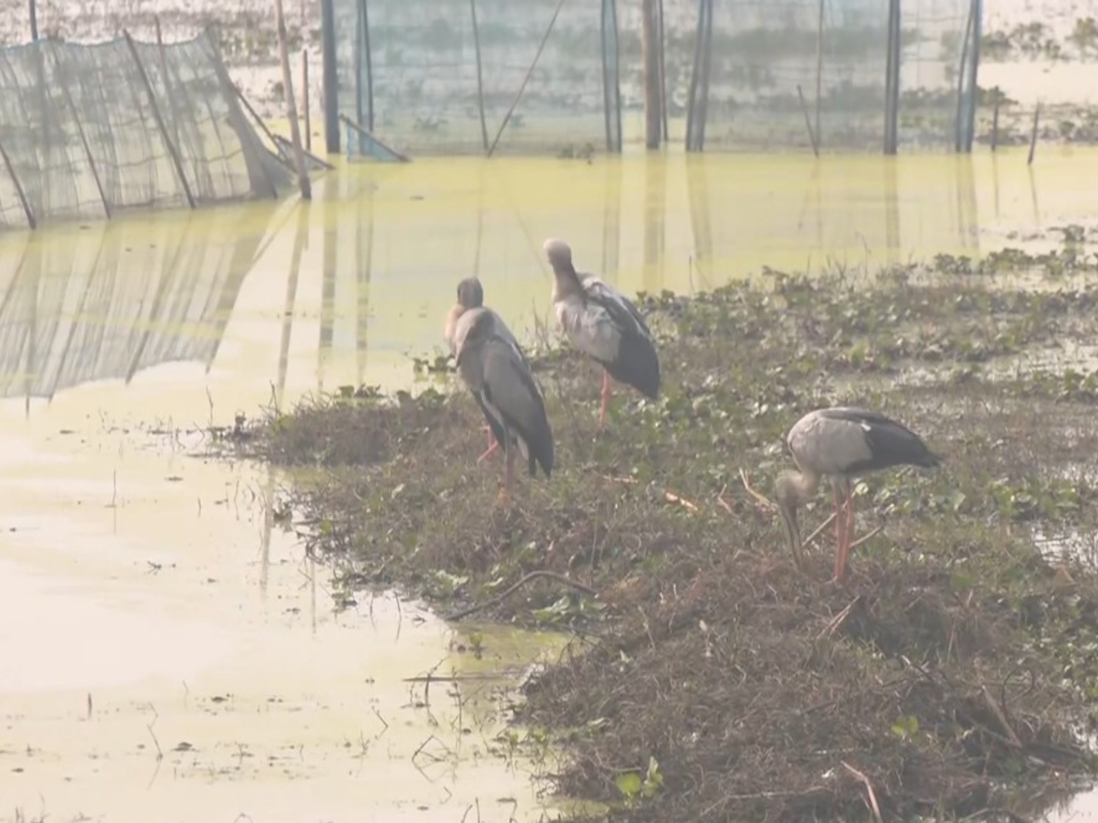 Birds flocking to Chilika Lake, Khordha, Odisha (Photo/ANI)