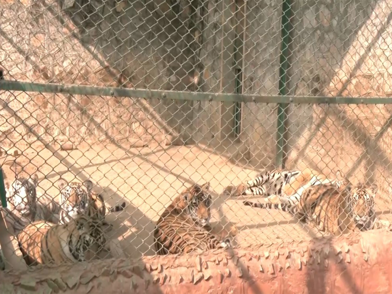 Tiges of Nahargarh Biological Park, Jaipur (Photo/ANI)