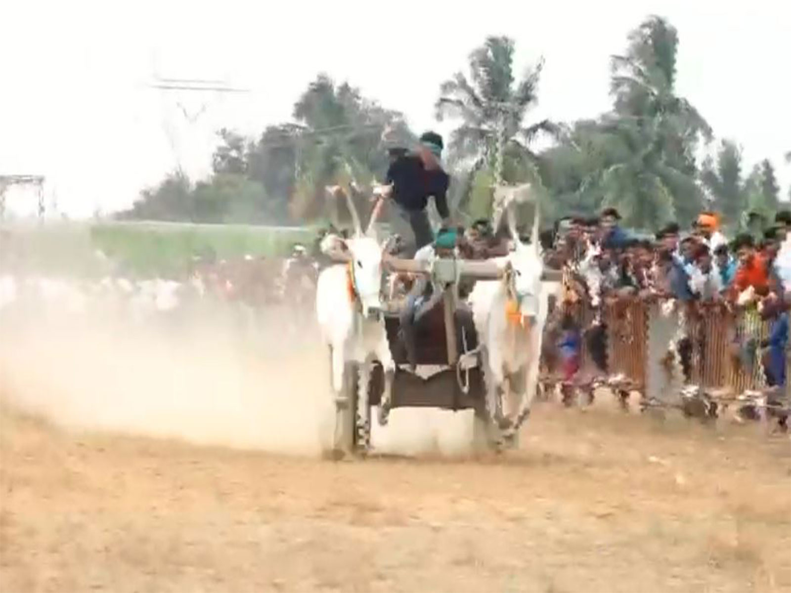 Karnataka celebrates Sankranti with high-octane bullock cart race in Chikkaballapur (Photo/ANI)