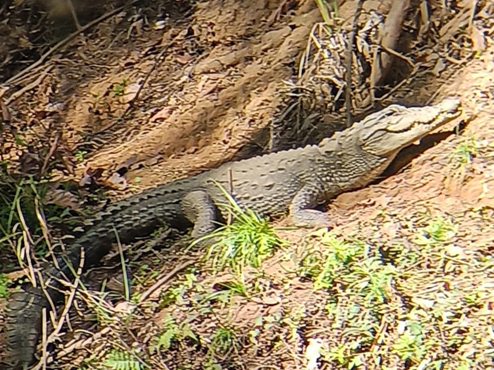 Similipal National Park crocodile (Photo/Forest Department)