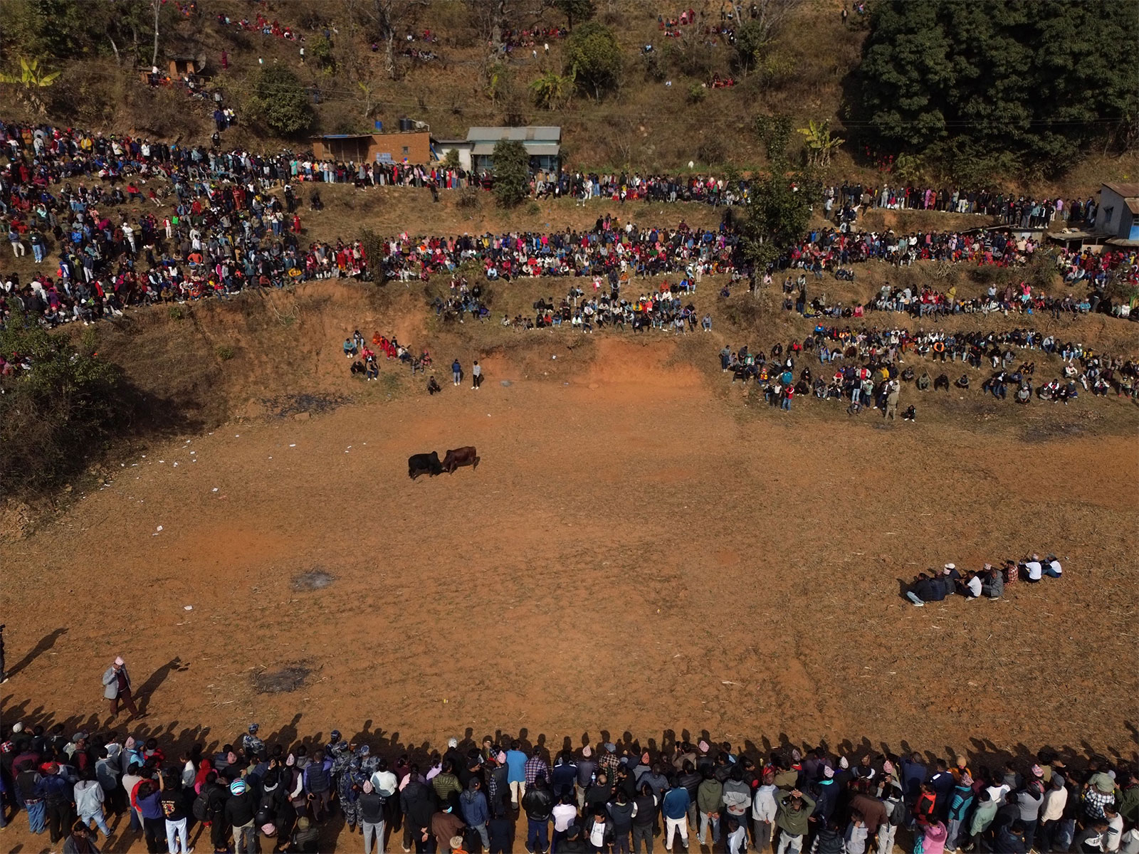 Annual bull festival in Nuwakot, Nepal (Photo/ANI)