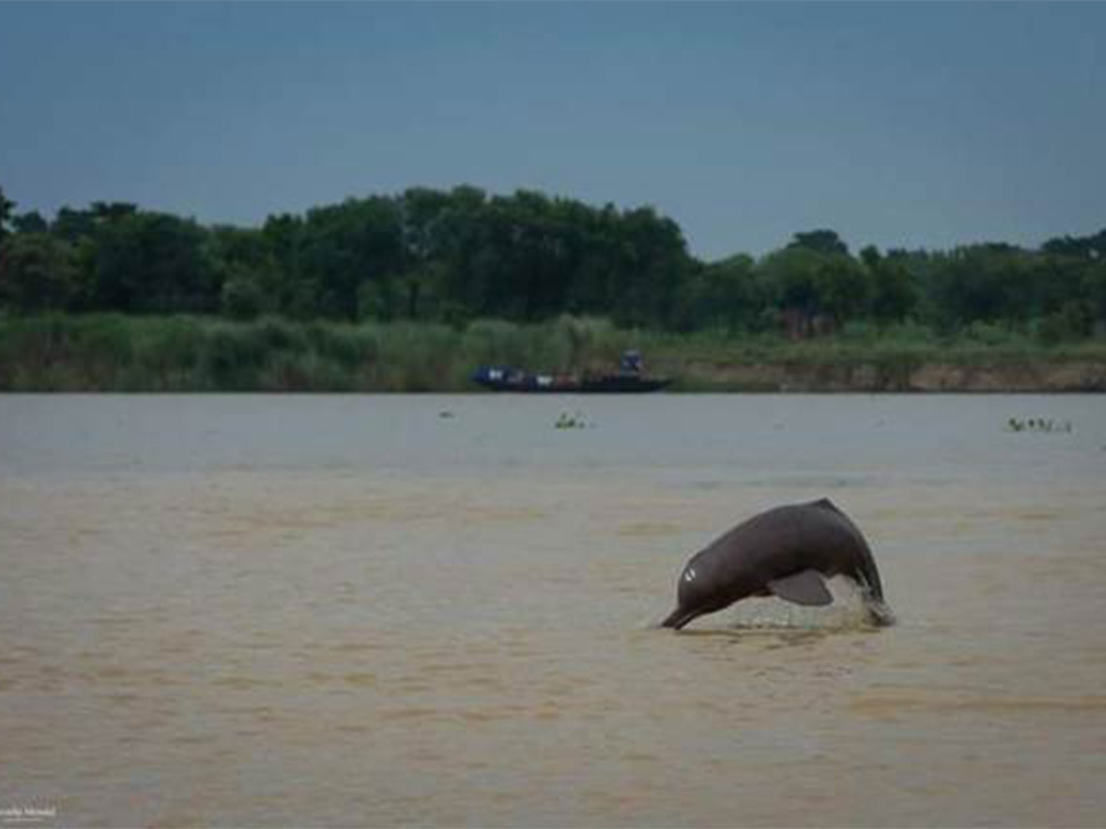 Environment Ministry begins estimation of second rangewide estimation of riverine and estuarine dolphins (Photo/PIB)