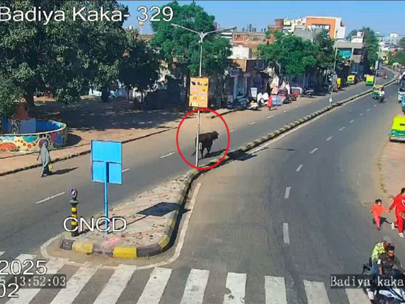 Gujarat to use AI, CCTV to identify stray cattle (Photo/Release)