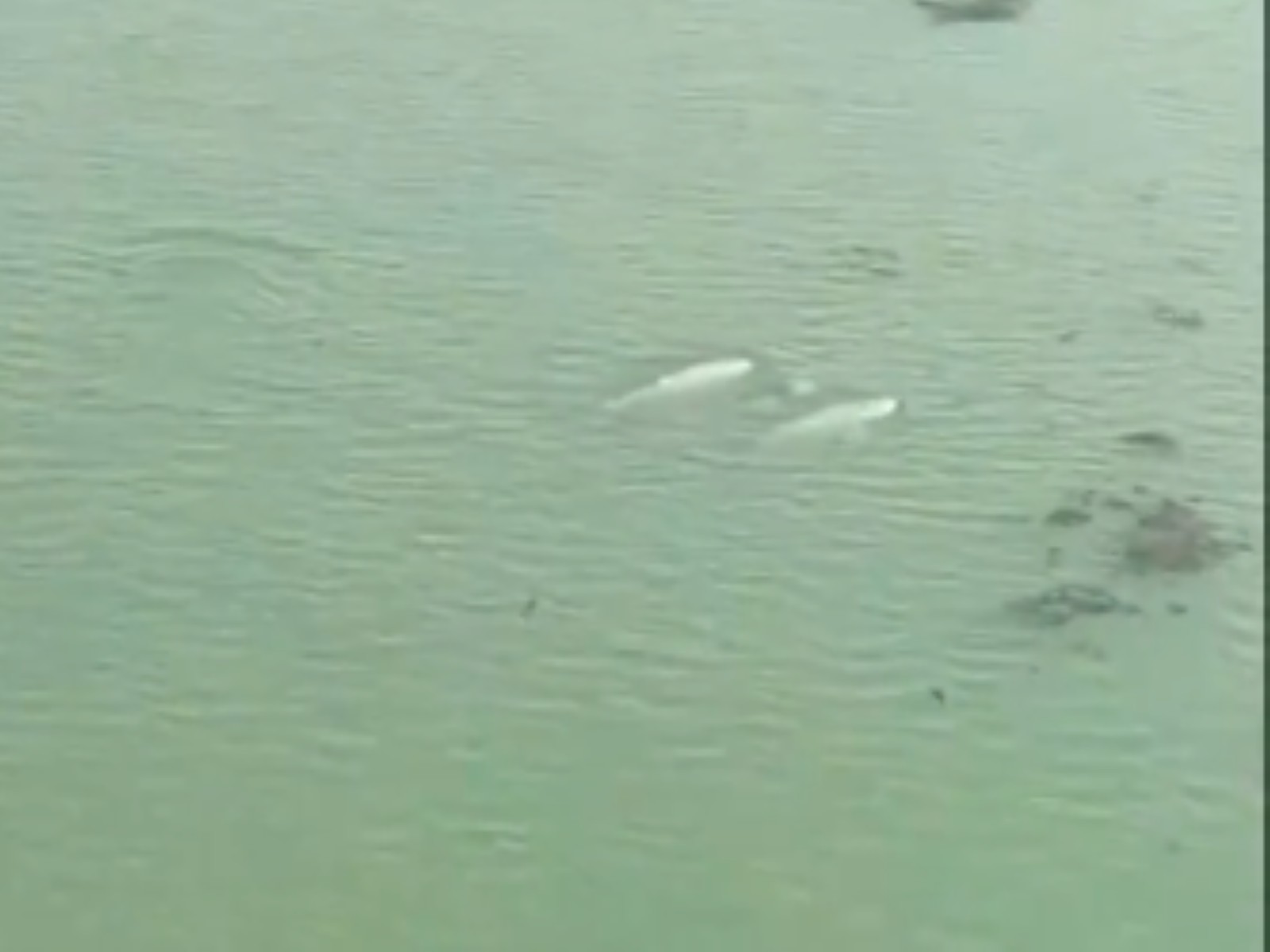 Dolphins sighted at Chilika Lake in Odisha (Photo/ Chilika Development Office)