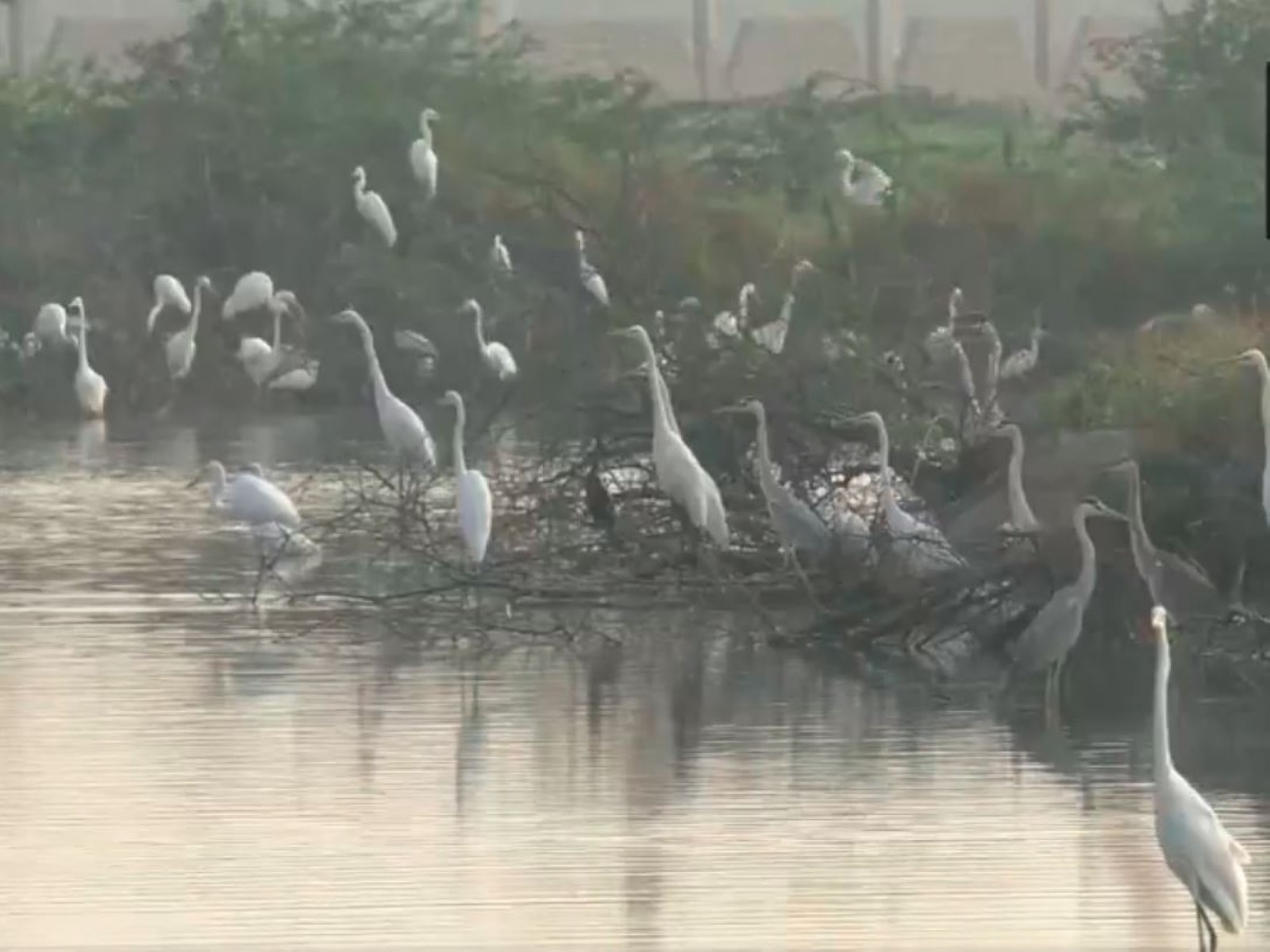 Aquatic birds in Thoothukudi district. (Photo/ANI)
