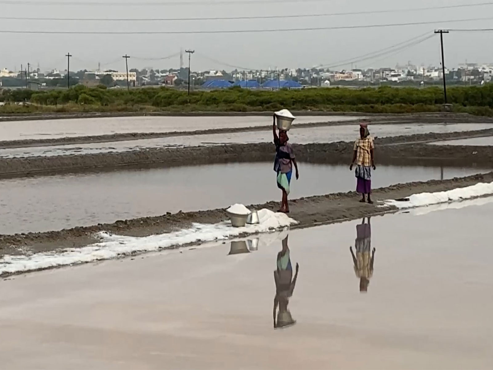 
    Coastal areas of Thoothukudi District witness degradation
    