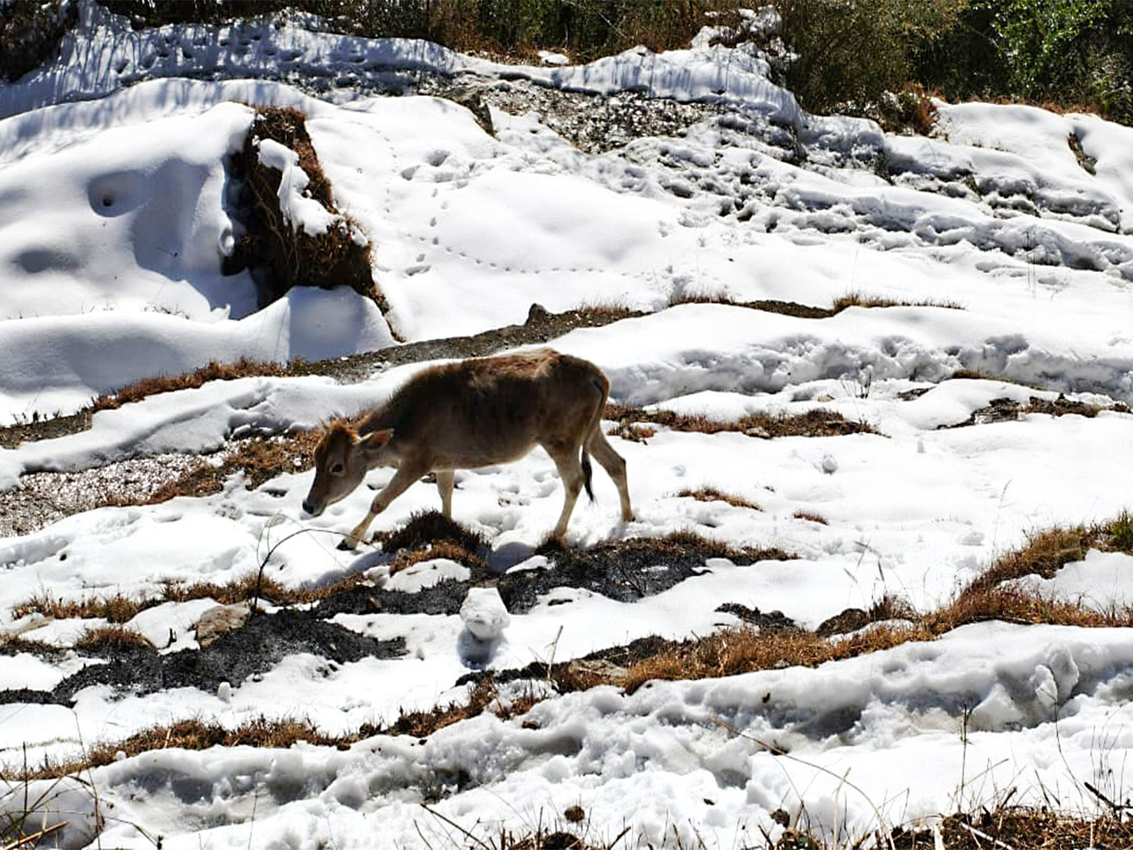 A calf walks in a snow-covered area following a fresh spell of snowfall. (Photo/ANI)