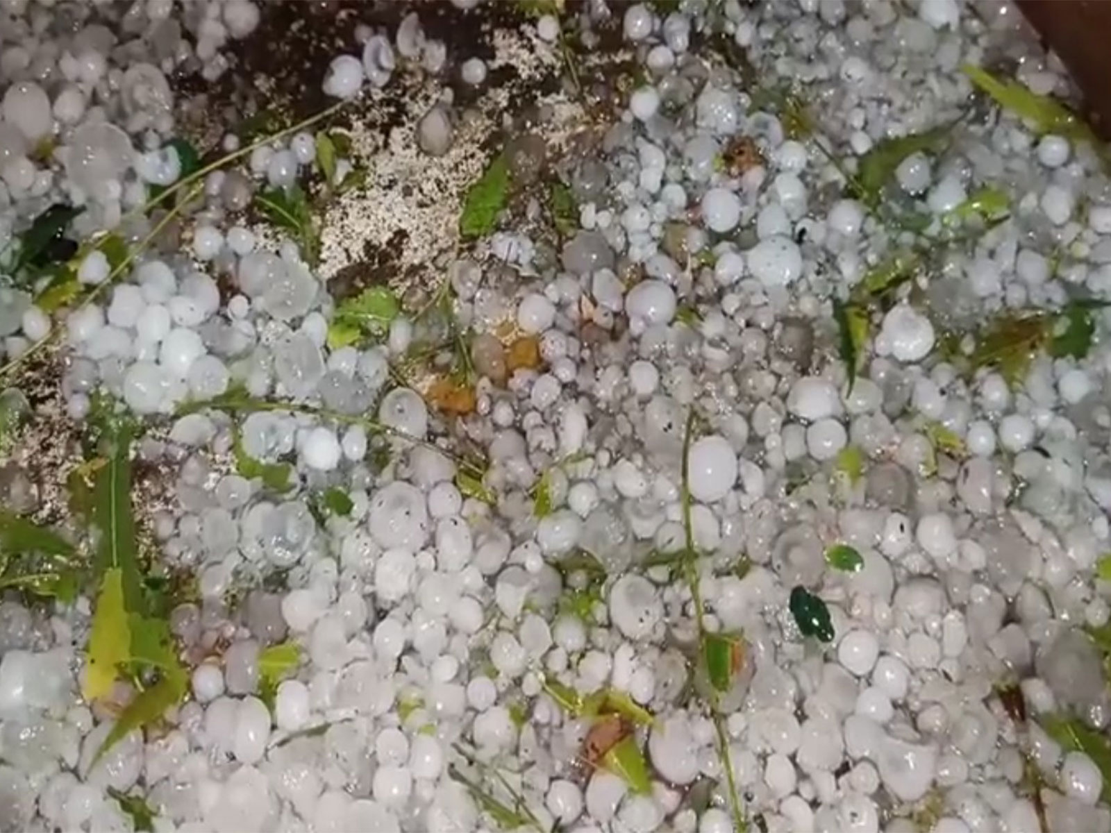 Hailstorm in Dewas, Madhya Pradesh (Photo/ANI)