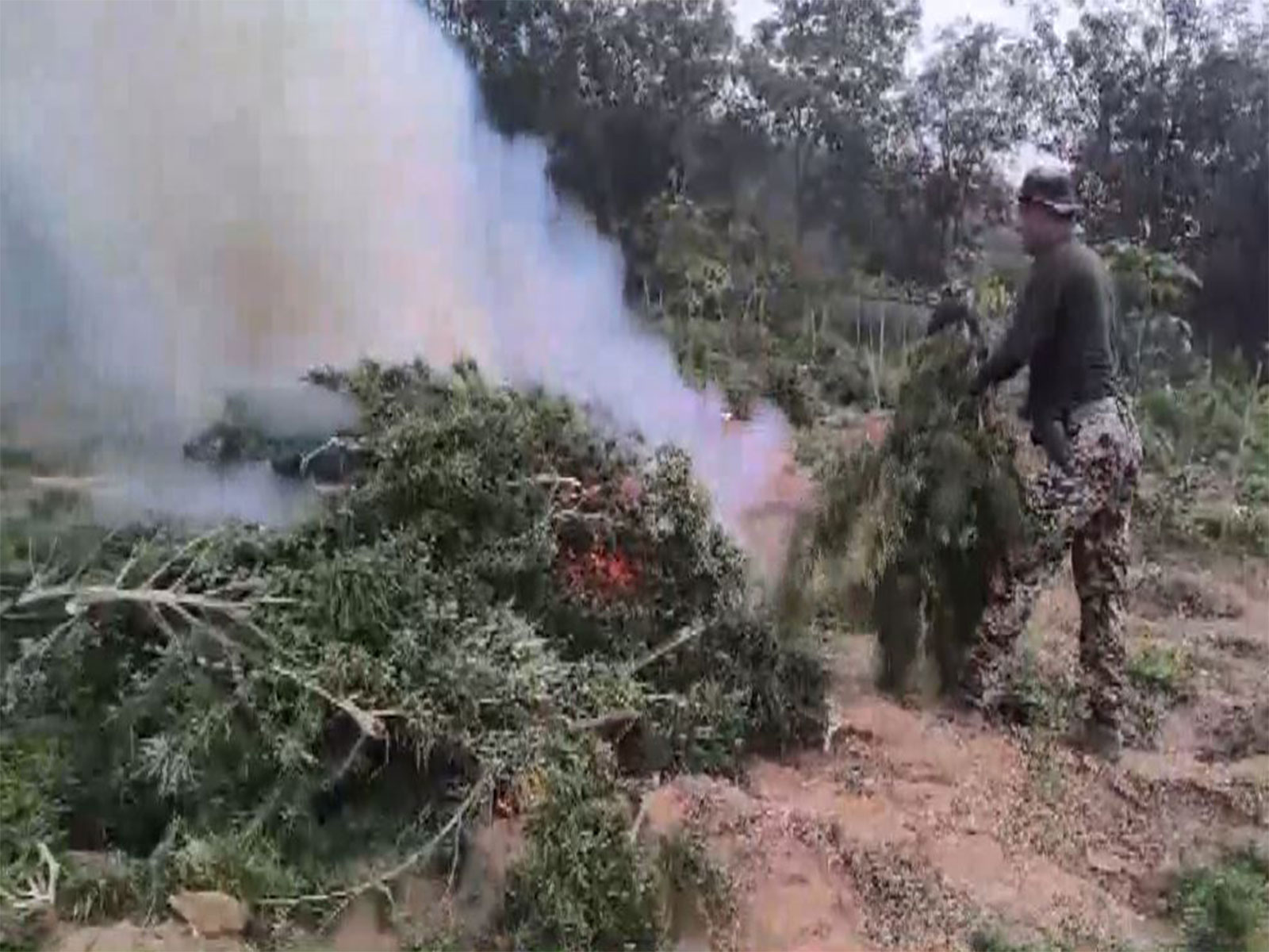 Security forces destroy ganja plantation in Tripura (File Photo/ANI)