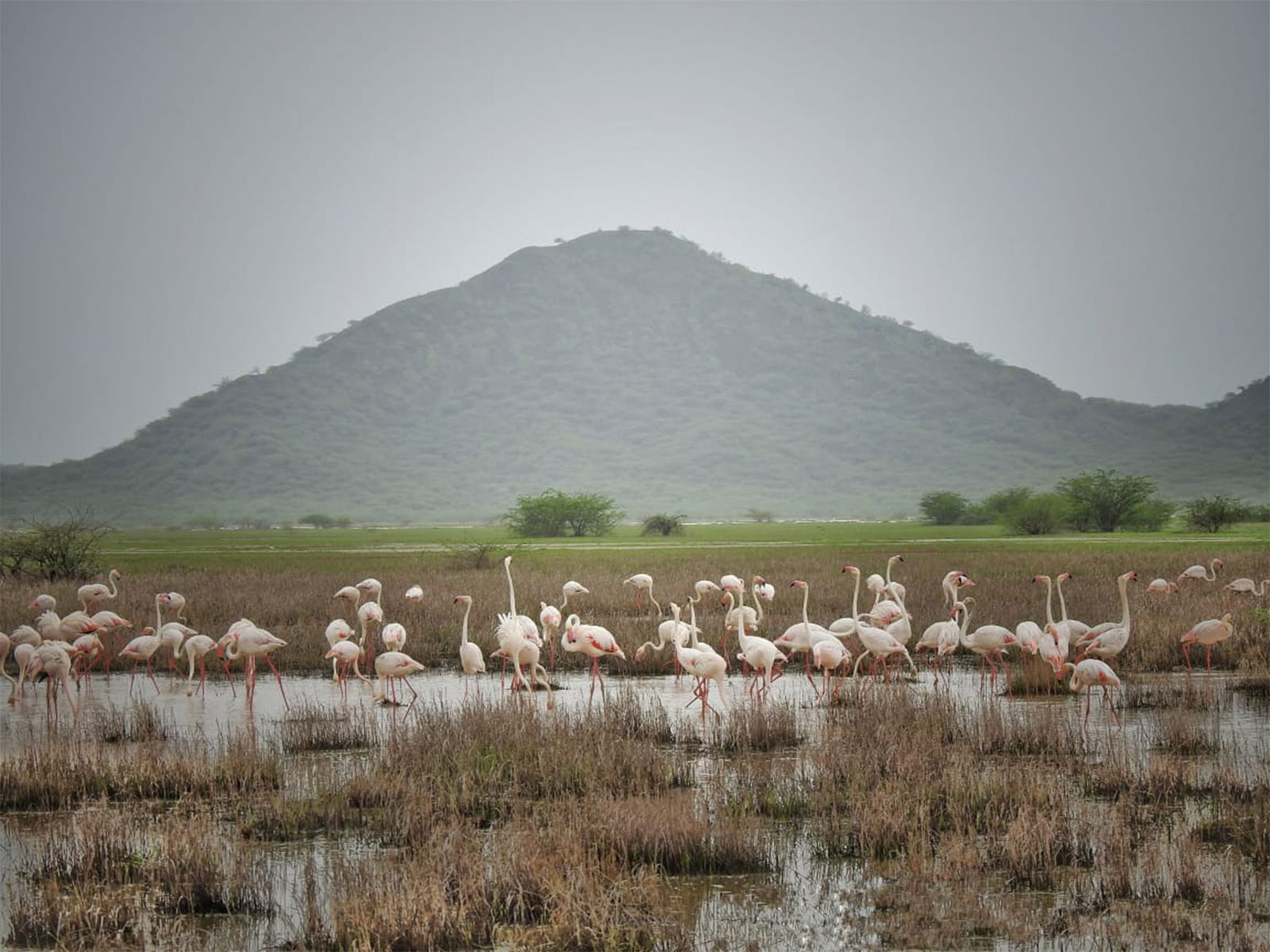 Chhari-Dhandh becomes Gujarat’s fifth and Kutch’s first Ramsar Site (Photo/GujaratCMO)