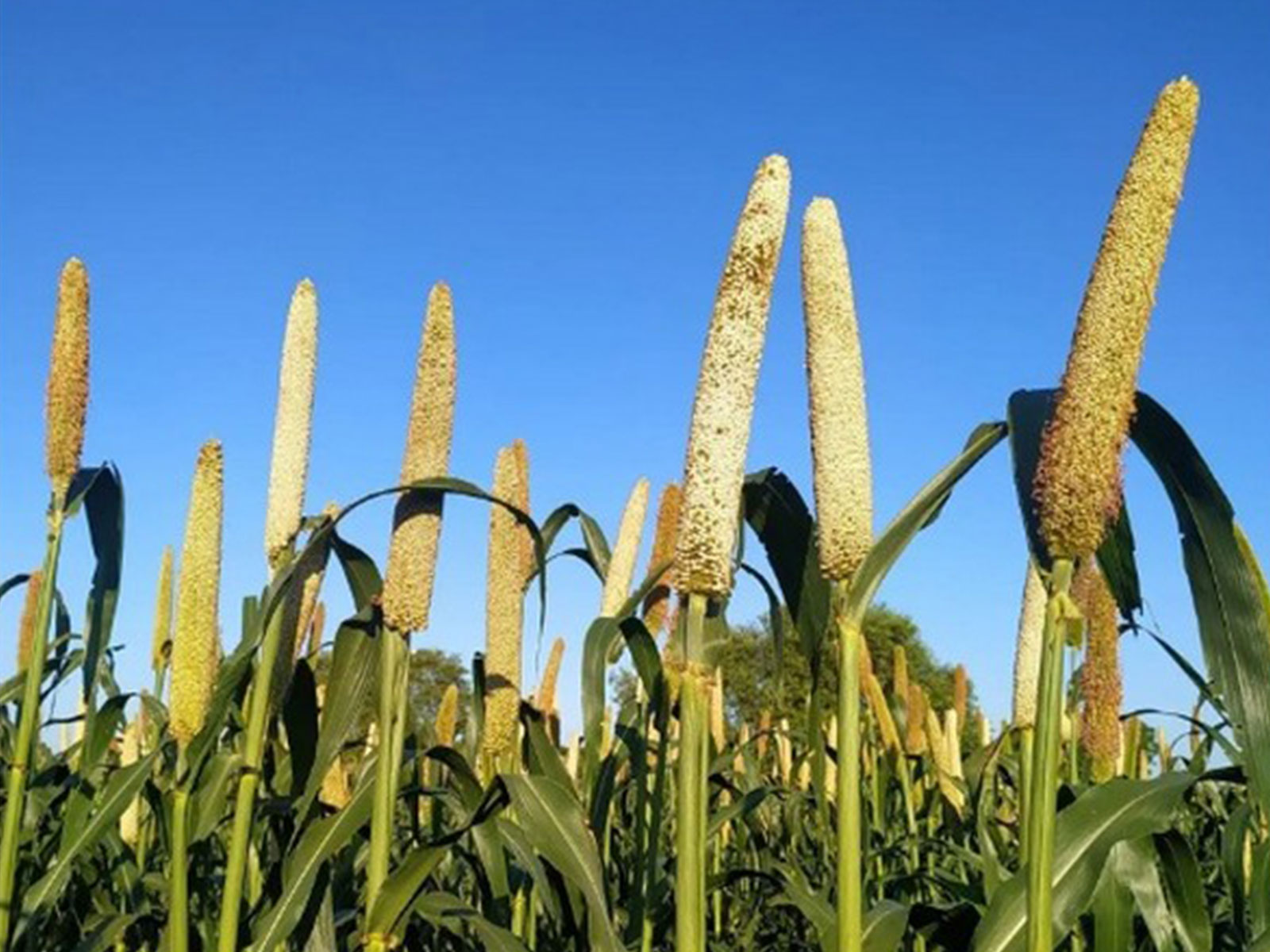 Representative Image (File Photo/ANI)