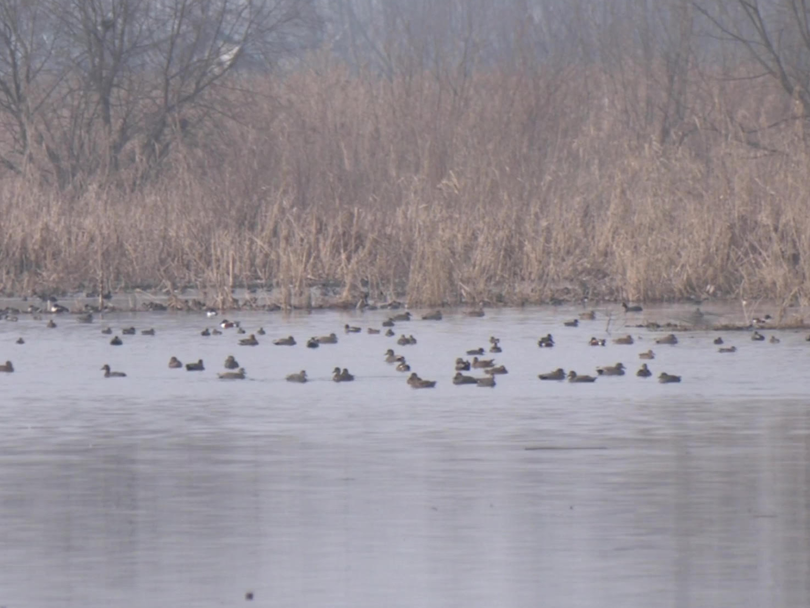 Migratory birds thrive in Kashmir as government strengthens ecological tourism and wetland protection