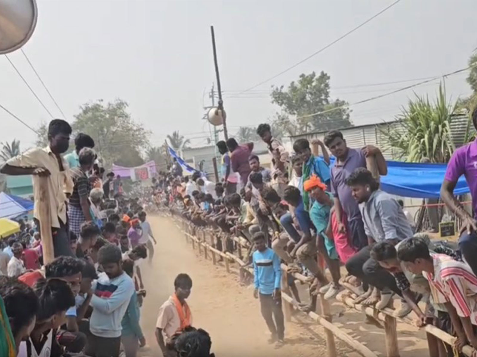 over 350 bulls take part in 6th annual bull-taming festival (Photo/ANI)