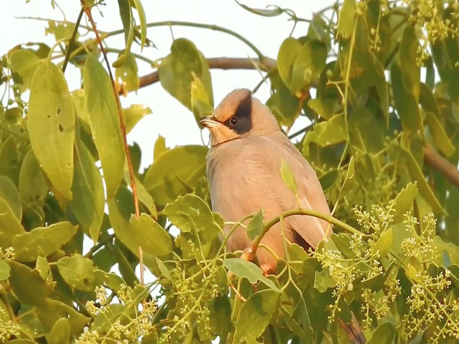 Grey Hypocolius emerges as a star attraction at Chhari-Dhandh Wetland in Kachchh (Photo/ANI) Grey Hypocolius emerges as a star attraction at Chhari-Dhandh Wetland in Kachchh (Photo/ANI)