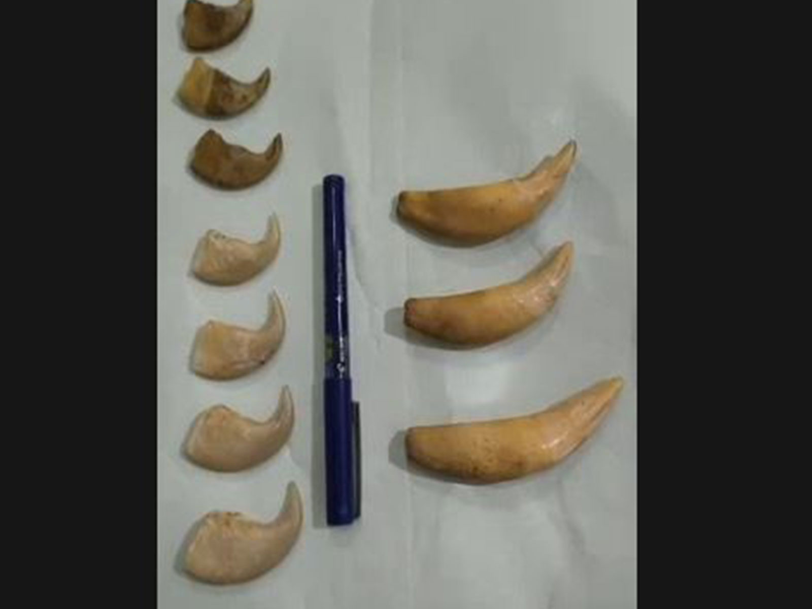 DRI Hyderabad seized Tiger nails, canine teeths (Photo/DRI Hyderabad )