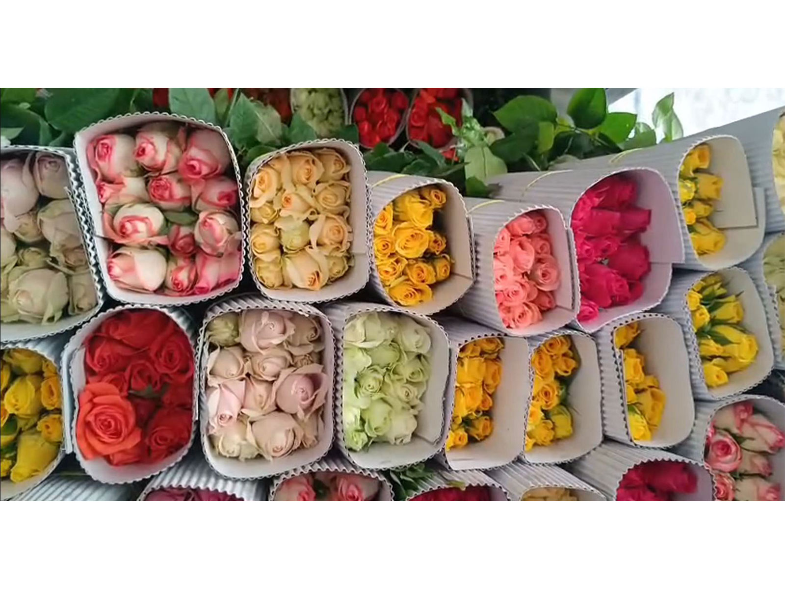 Tamil Nadu: Rose exports from Krishnagiri district surge ahead of Valentine’s Day (Photo/ANI)