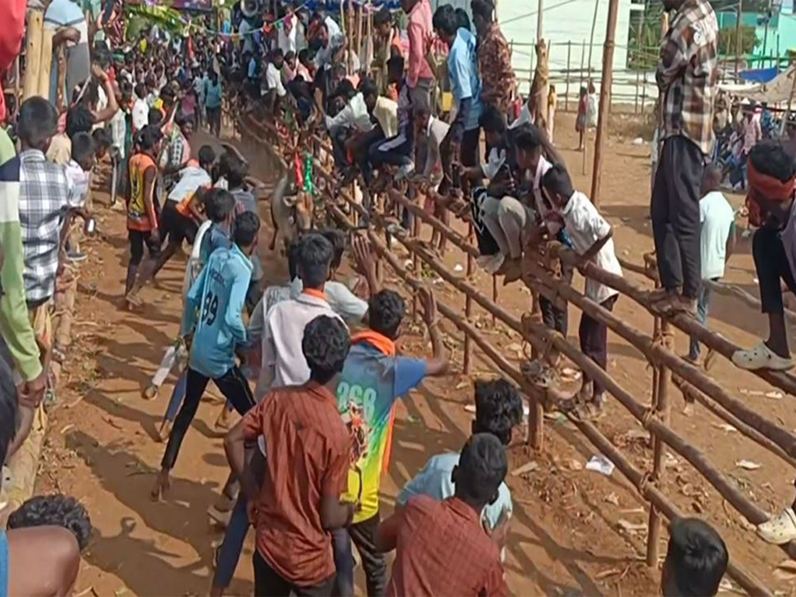 Over 350 bulls participate in bull-taming festival at Tirupattur (Photo/ANI)