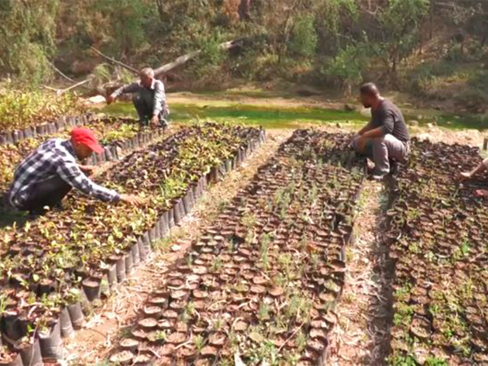 J-K Forest Department’s central nurseries in the Mand and Pangra areas (Photo/ANI)