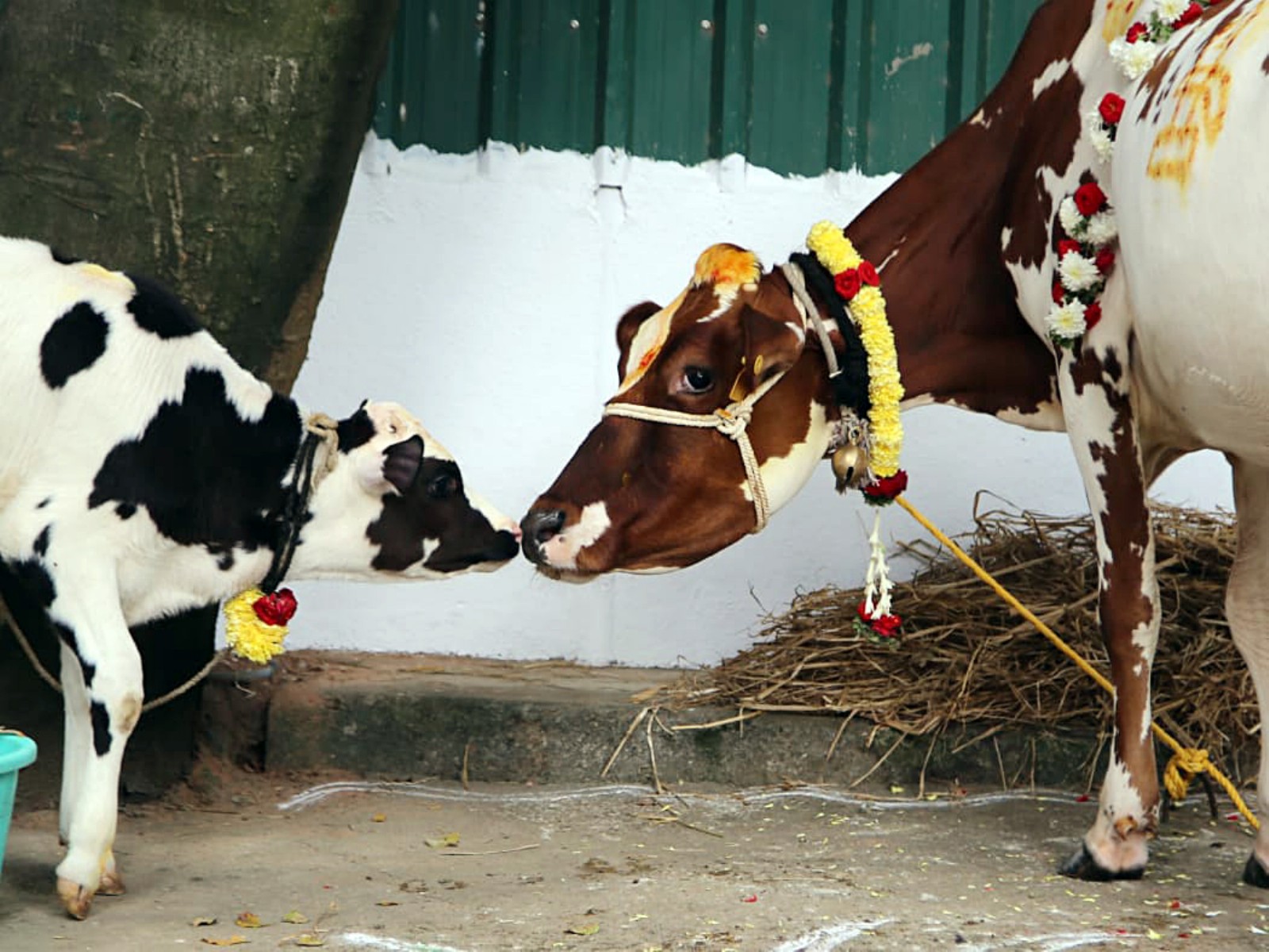 Representative imag (File Photo/ANI) Representative imag (File Photo/ANI)