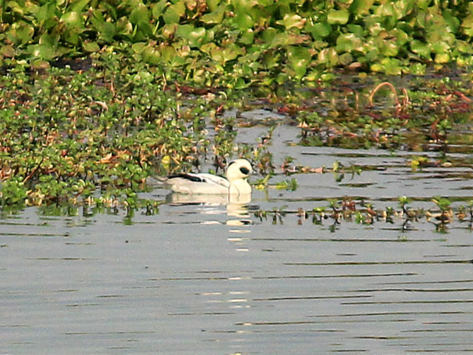 Waterbird in Kaziranga (Photo/ANI)