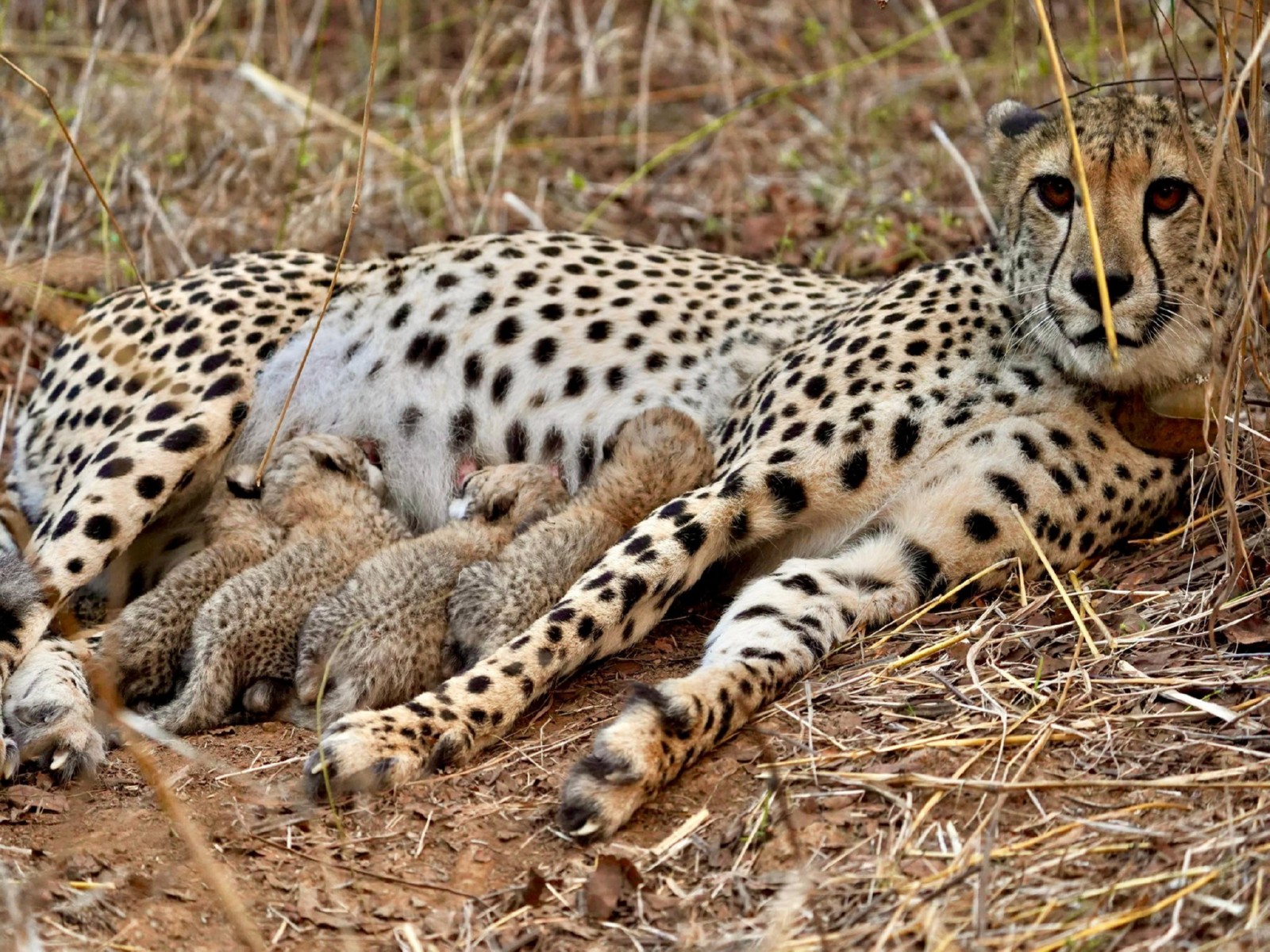 South African Cheetah Gamini with her four cubs (Photo / X @byadavbjp)