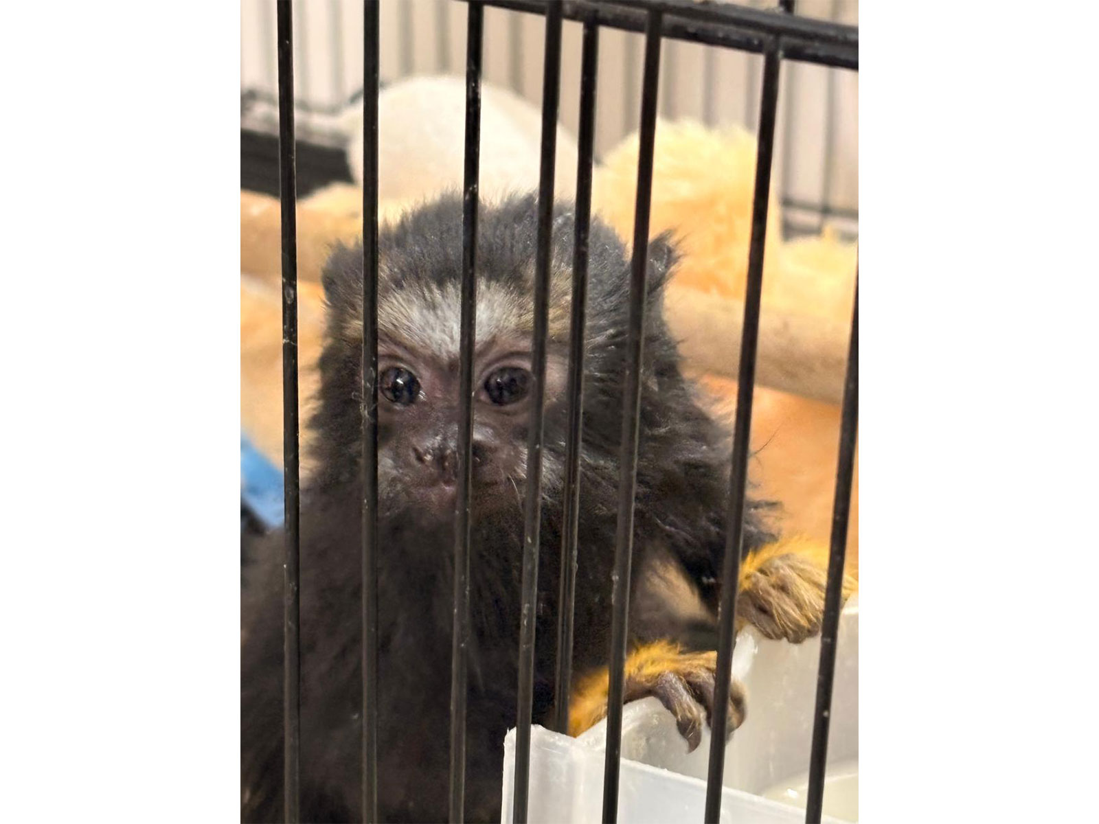 Visual of exotic animal found during operation (Photo/release)