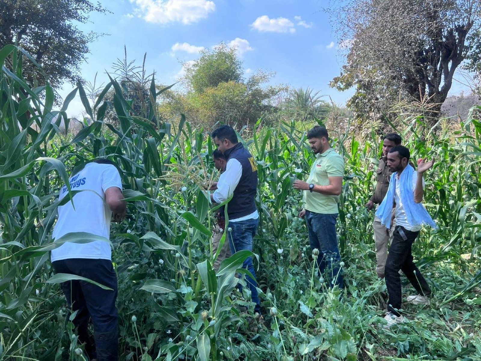 NCB and Rajasthan ANTF destroy around 170 acres of illicit opium cultivation in Udaipur (Photo/NCB)