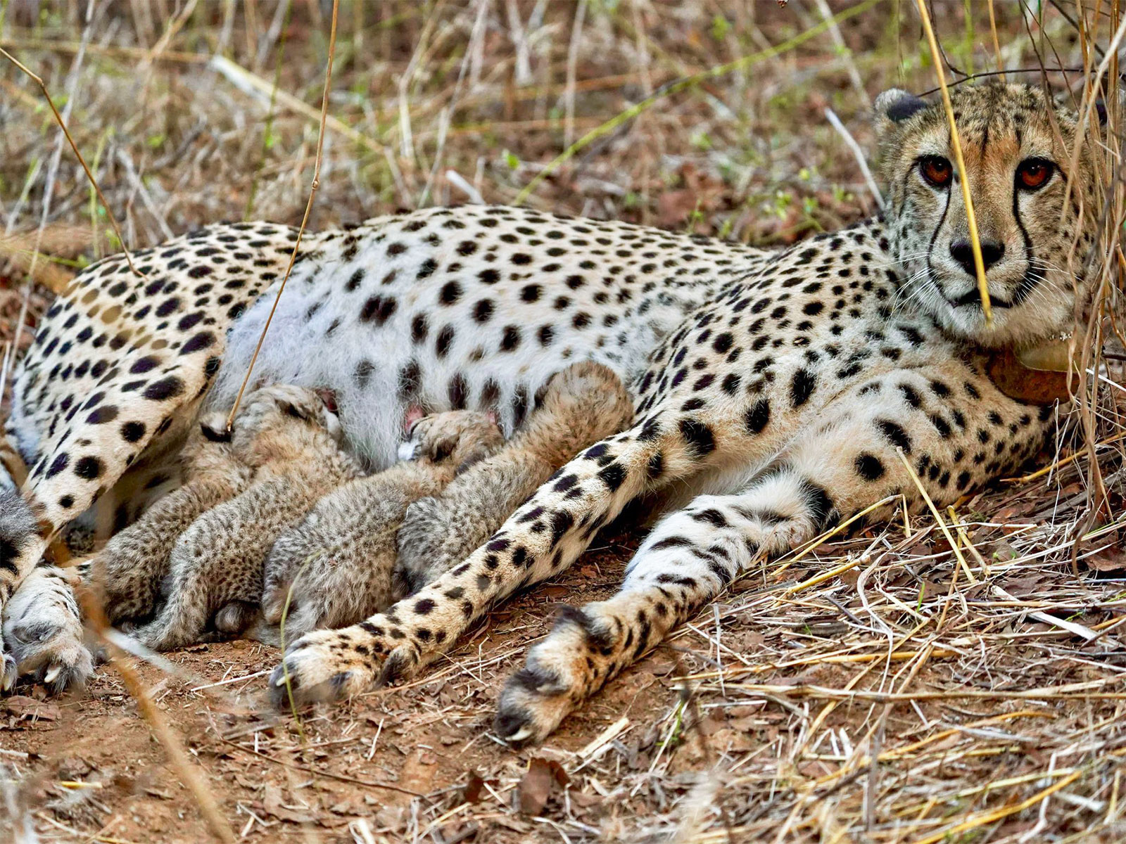 Female cheetah Gamini with her cub at Kuno National Park (Photo/ANI)