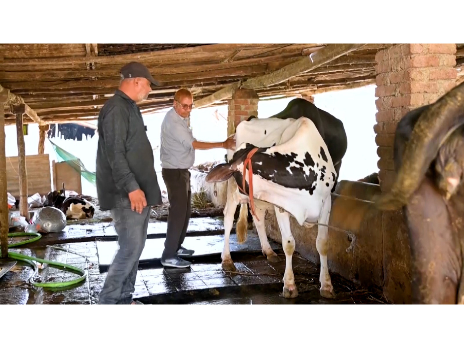Deepak Patel from Surat's Vaheval village tending to cattle (Photo/ANI) Deepak Patel from Surat's Vaheval village tending to cattle (Photo/ANI)