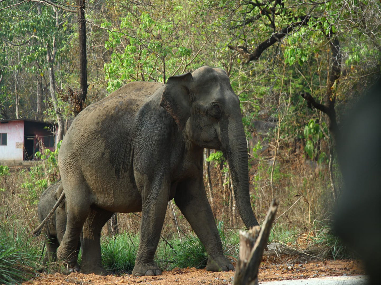 Kerala Forest Department catches two wild elephants (Photo/ANI)