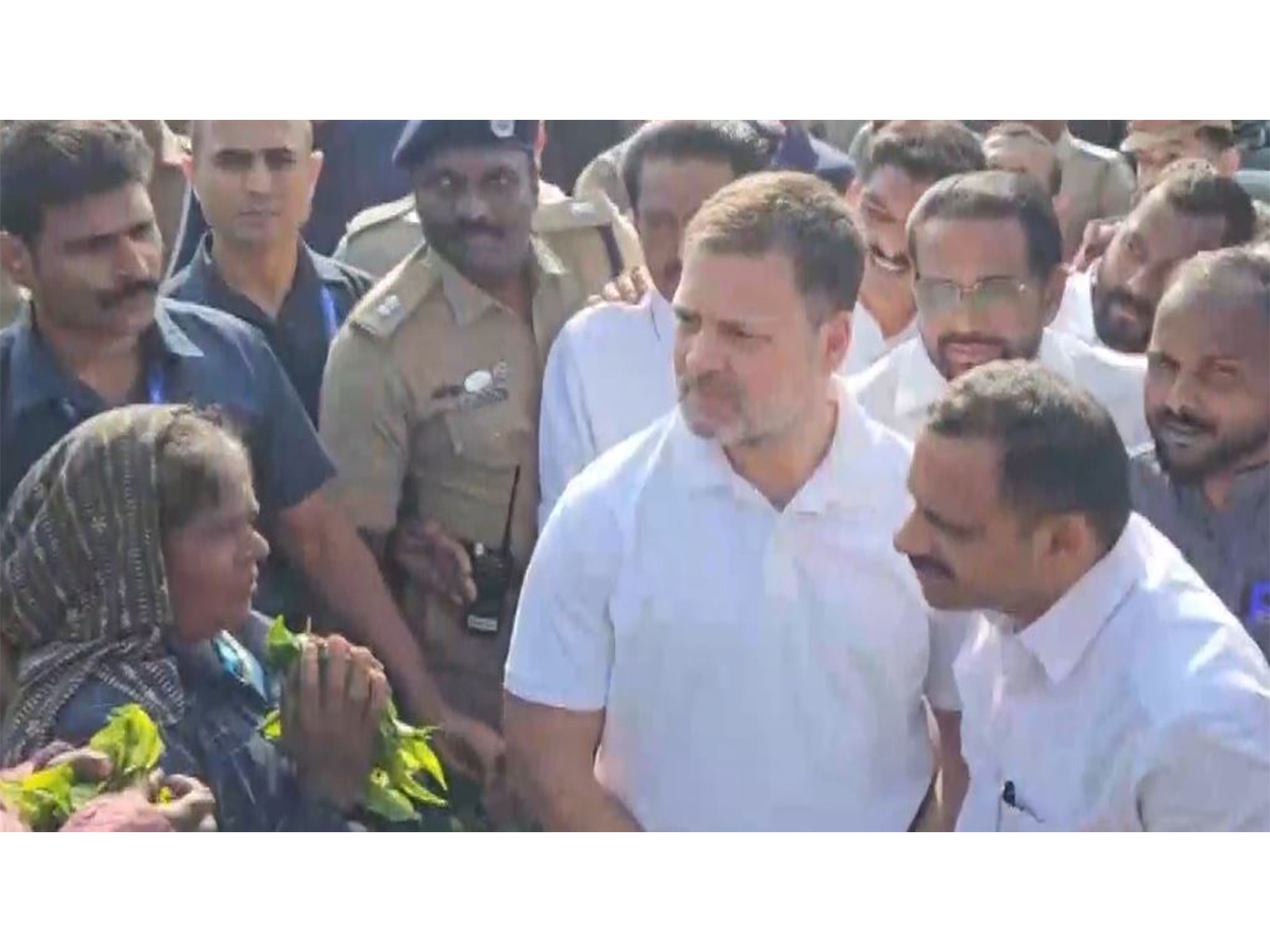 LoP in Lok Sabha Rahul Gandhi at tea plantation in Kuttikkanam (Photo/ANI)